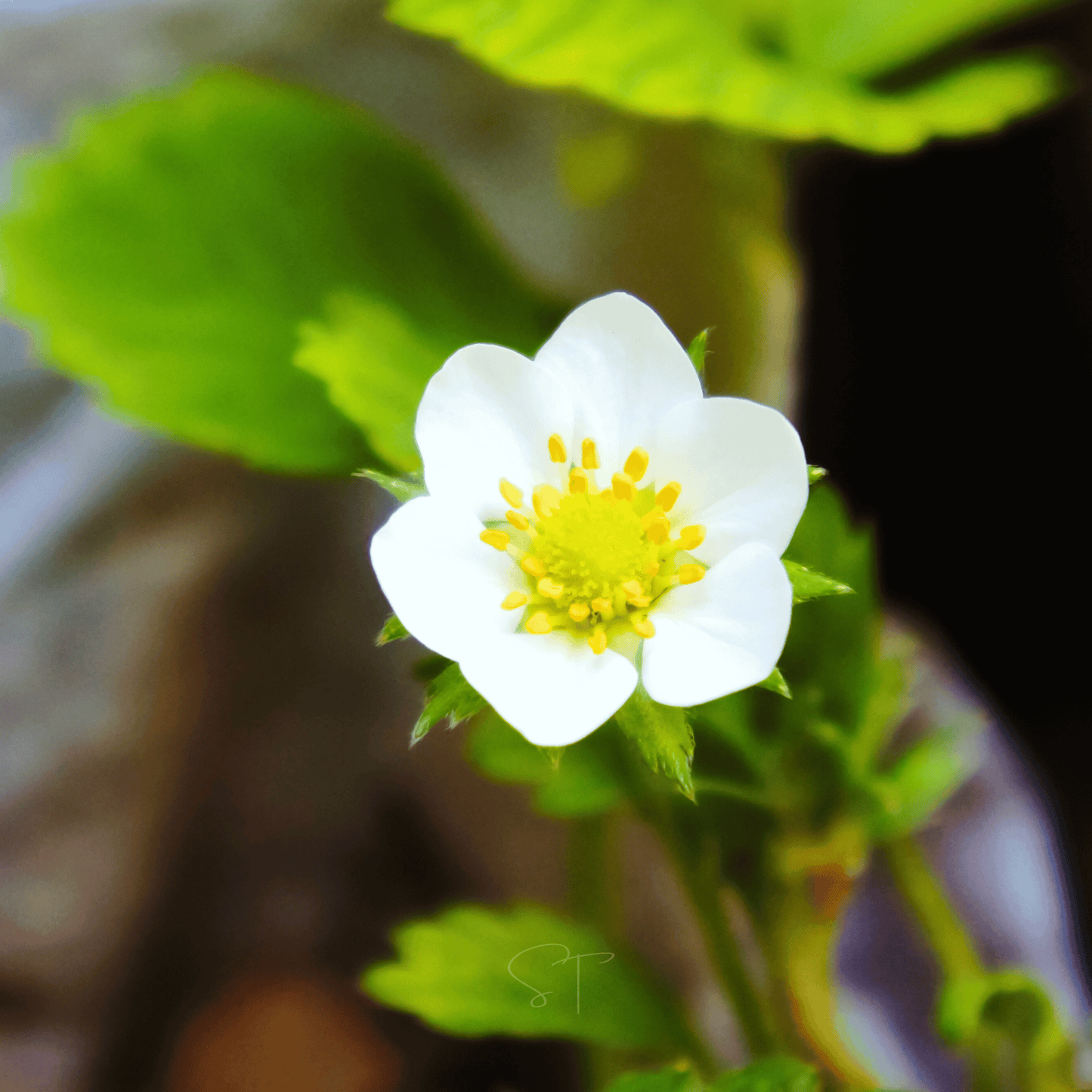 White Soul Strawberry seeds packet from Southern Seeds, showing a white strawberry plant and seed packet for planting.