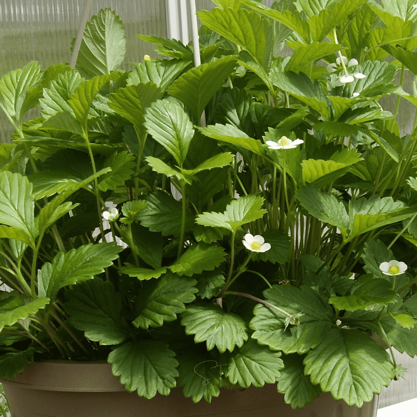 White Soul Strawberry seeds packet by Southern Seeds, featuring 100 white strawberry seed packets for planting and gardening.