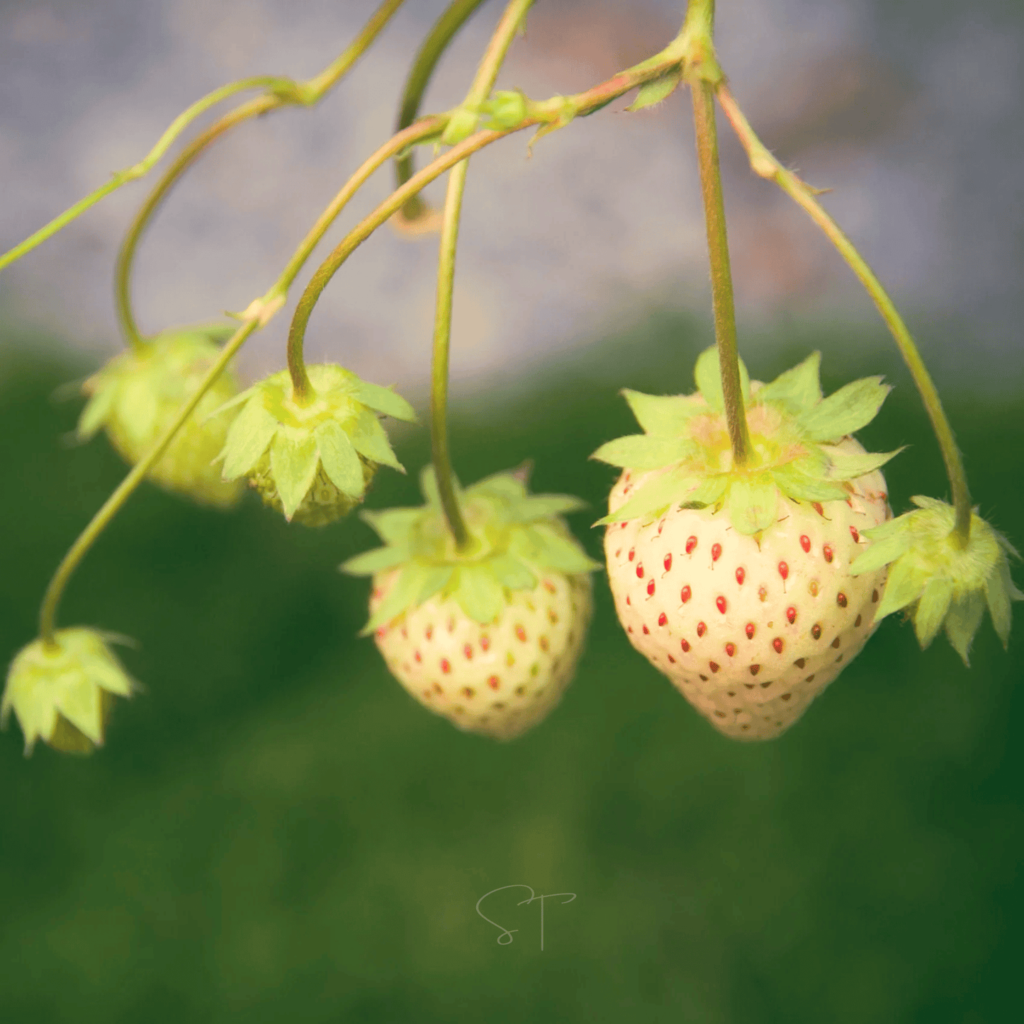 White Soul Strawberry seed packet from Southern Seeds featuring 100 seeds for growing white strawberry plants.
