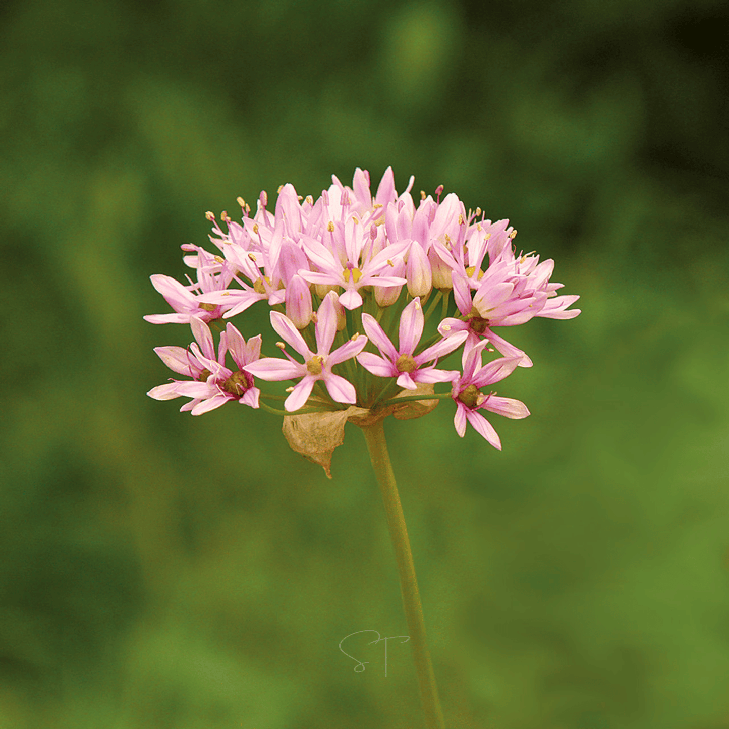 Packet of Southern Seeds Wild Garlic seeds, showcasing 25 seeds for planting in herb gardens or vegetable patches.