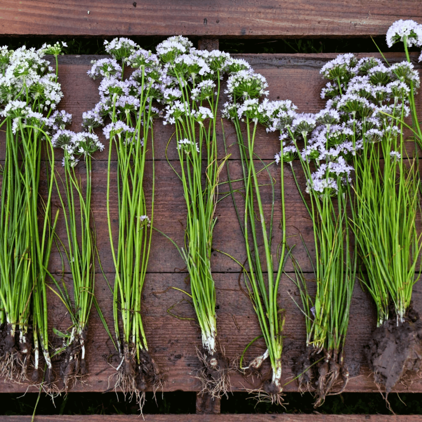 Packet of Southern Seeds Wild Garlic 25 Seeds, fresh organic seed packet for planting wild garlic in your garden.