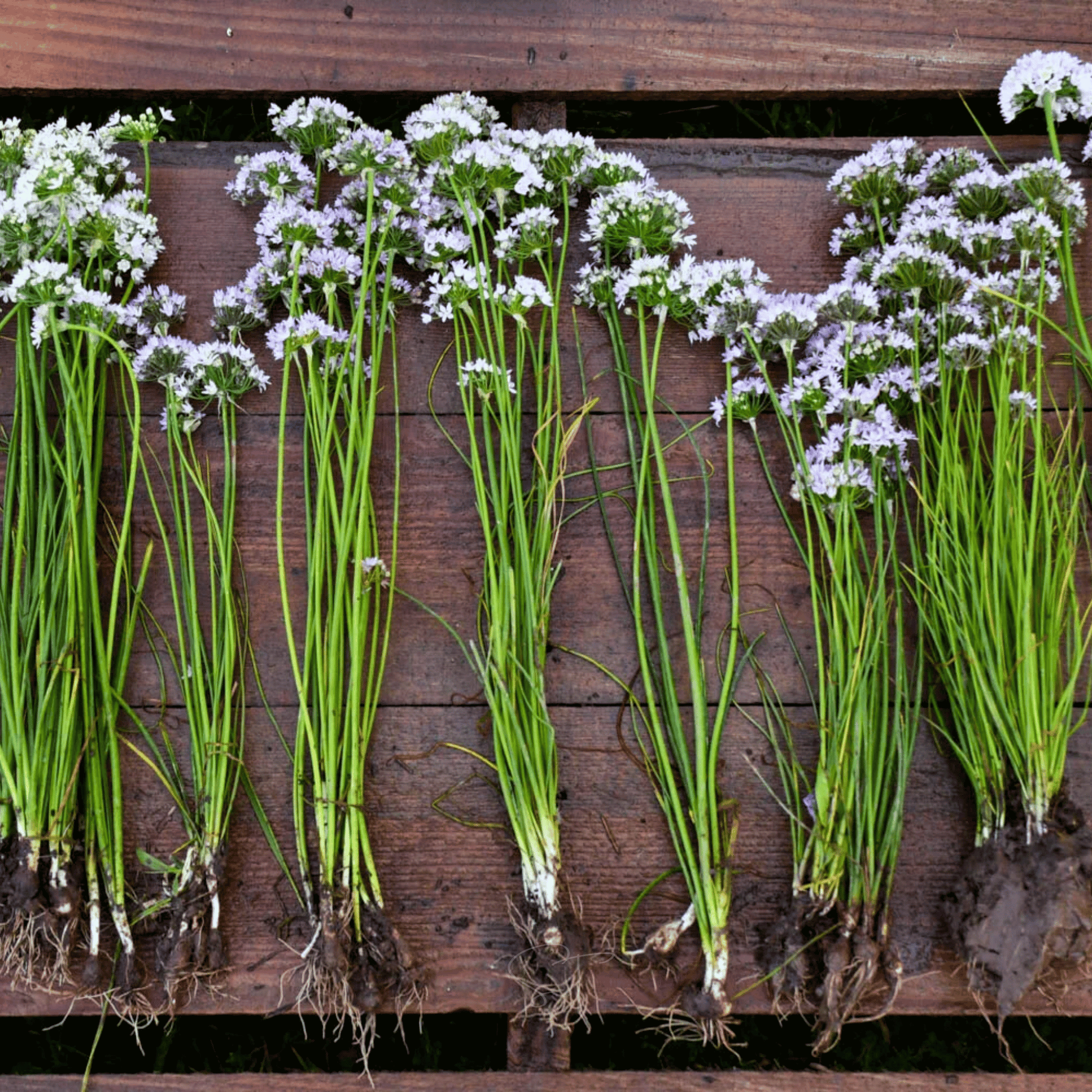 Packet of Southern Seeds Wild Garlic 25 Seeds, fresh organic seed packet for planting wild garlic in your garden.