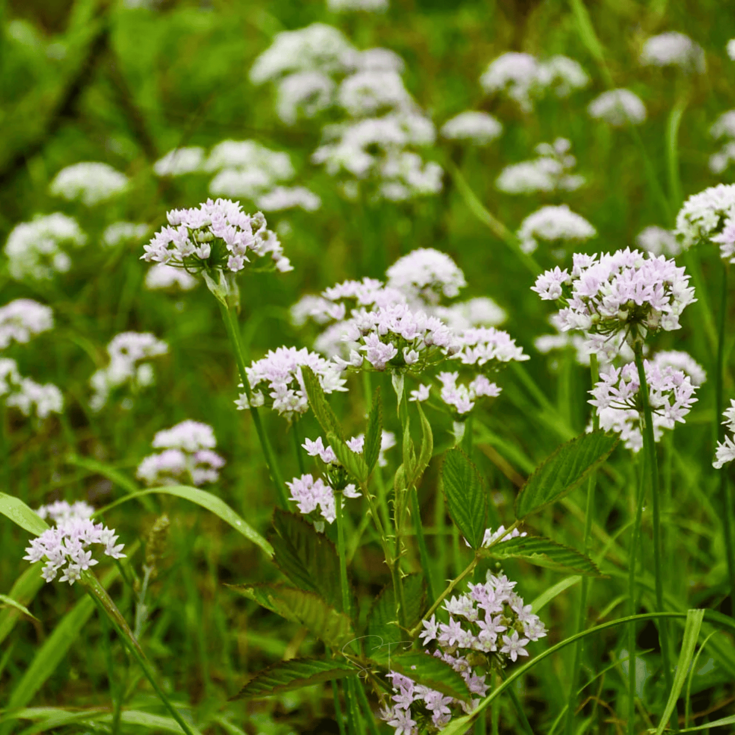 Packet of Southern Seeds wild garlic seeds, ideal for planting and growing wild garlic in gardens or containers.