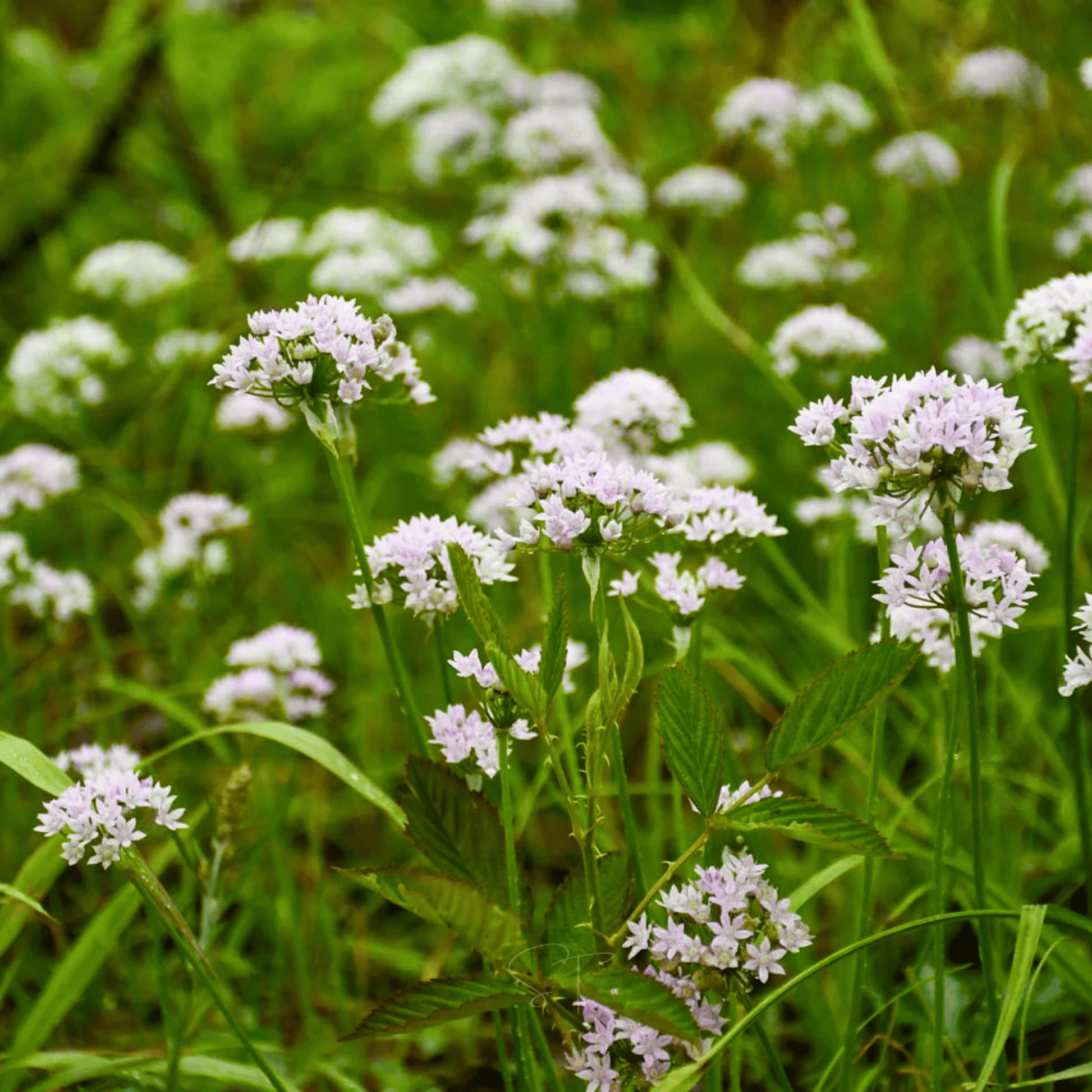 Packet of Southern Seeds wild garlic seeds, ideal for planting and growing wild garlic in gardens or containers.
