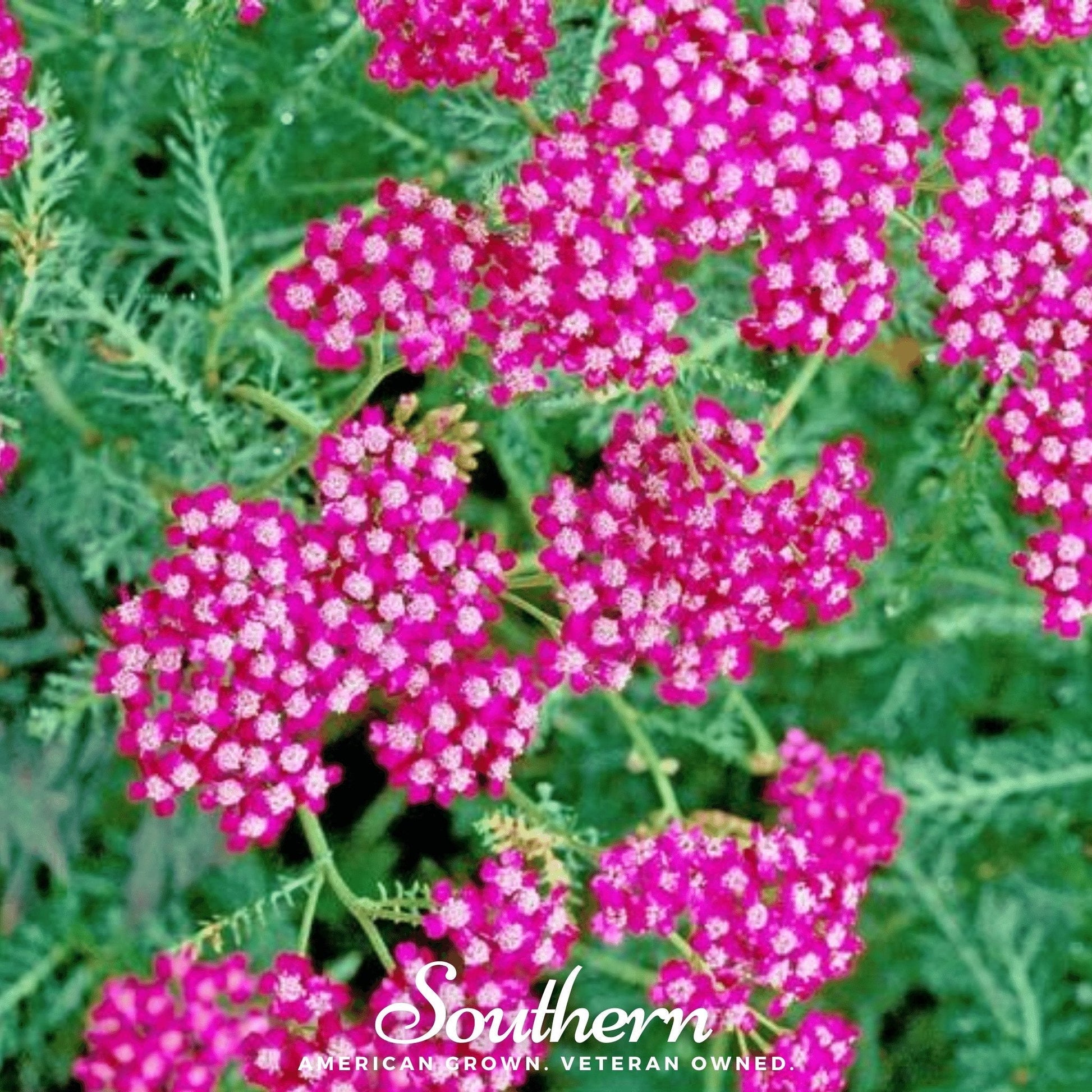 Cerise Queen Yarrow seeds from Southern Seeds, showing vibrant red flower buds and green foliage in a close-up image.