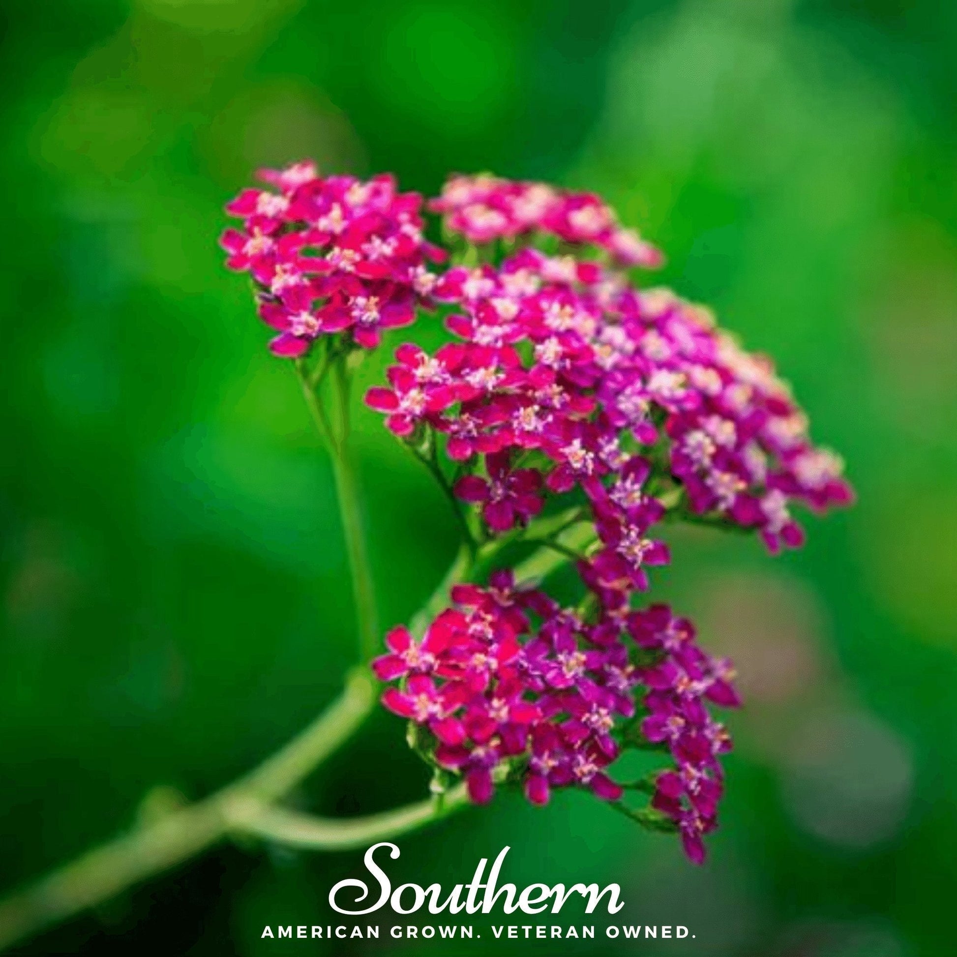 Cerise Queen Yarrow seeds by Southern Seeds, showing vibrant red flowers and green foliage, 50 seed packet for planting.