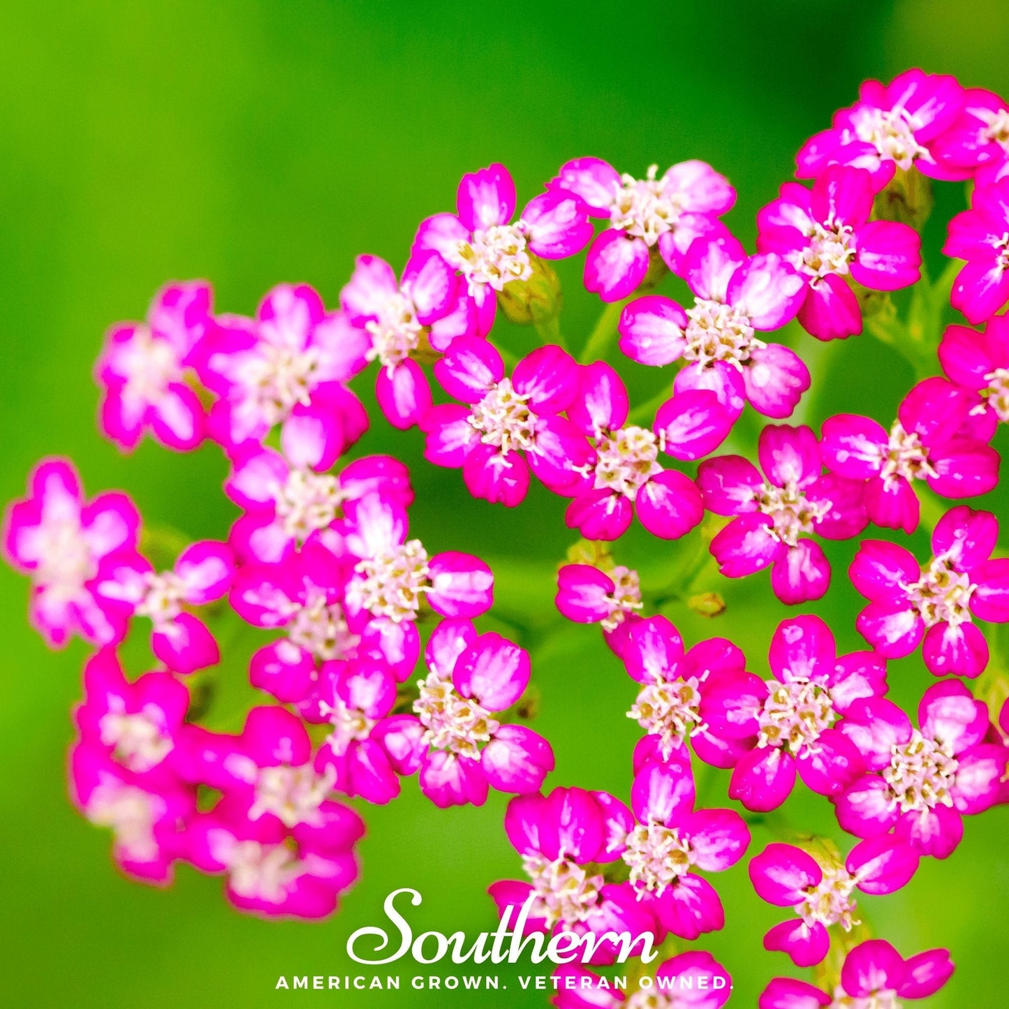 Cerise Queen Yarrow seeds from Southern Seeds, showing vibrant pink flower buds and green foliage, ready for planting.