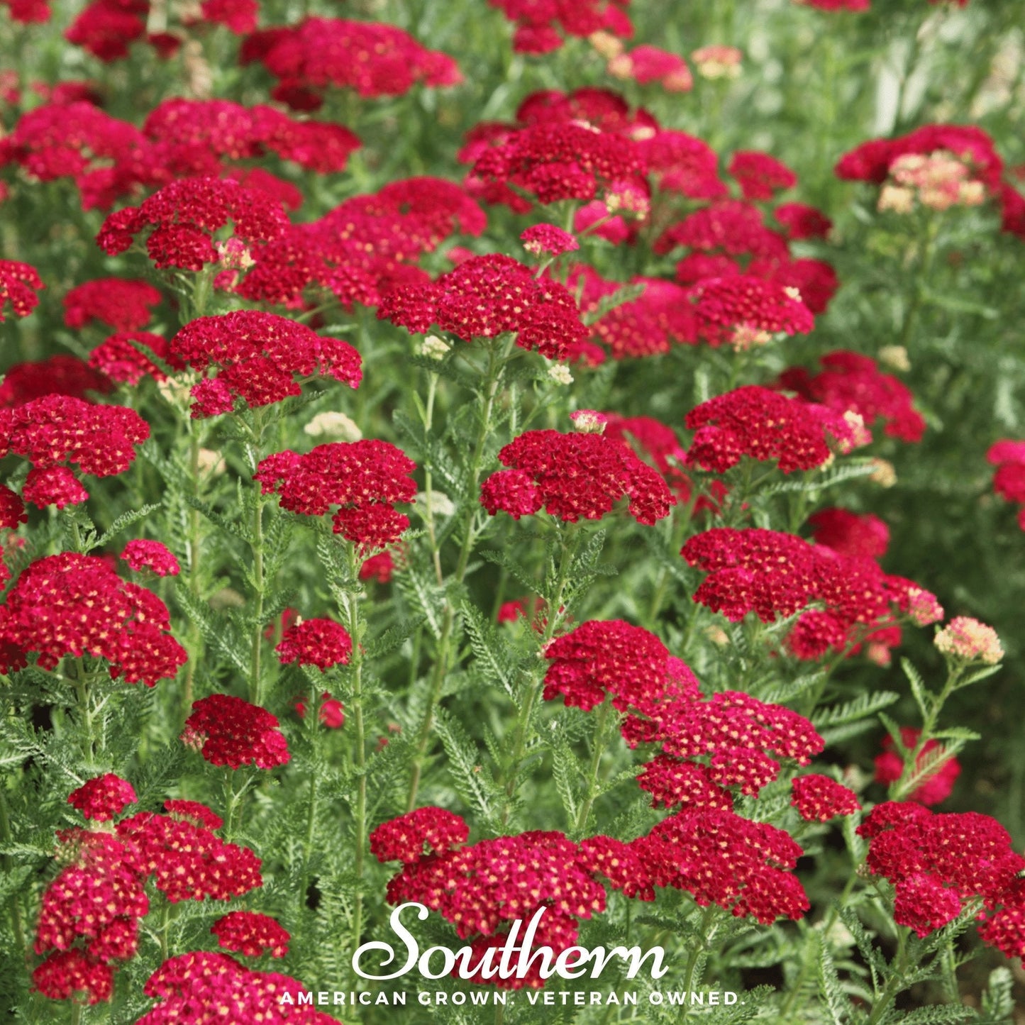 Red Yarrow seeds from Southern Seeds, showing 100 small seeds of Achillea millefolium rubra for planting and gardening.