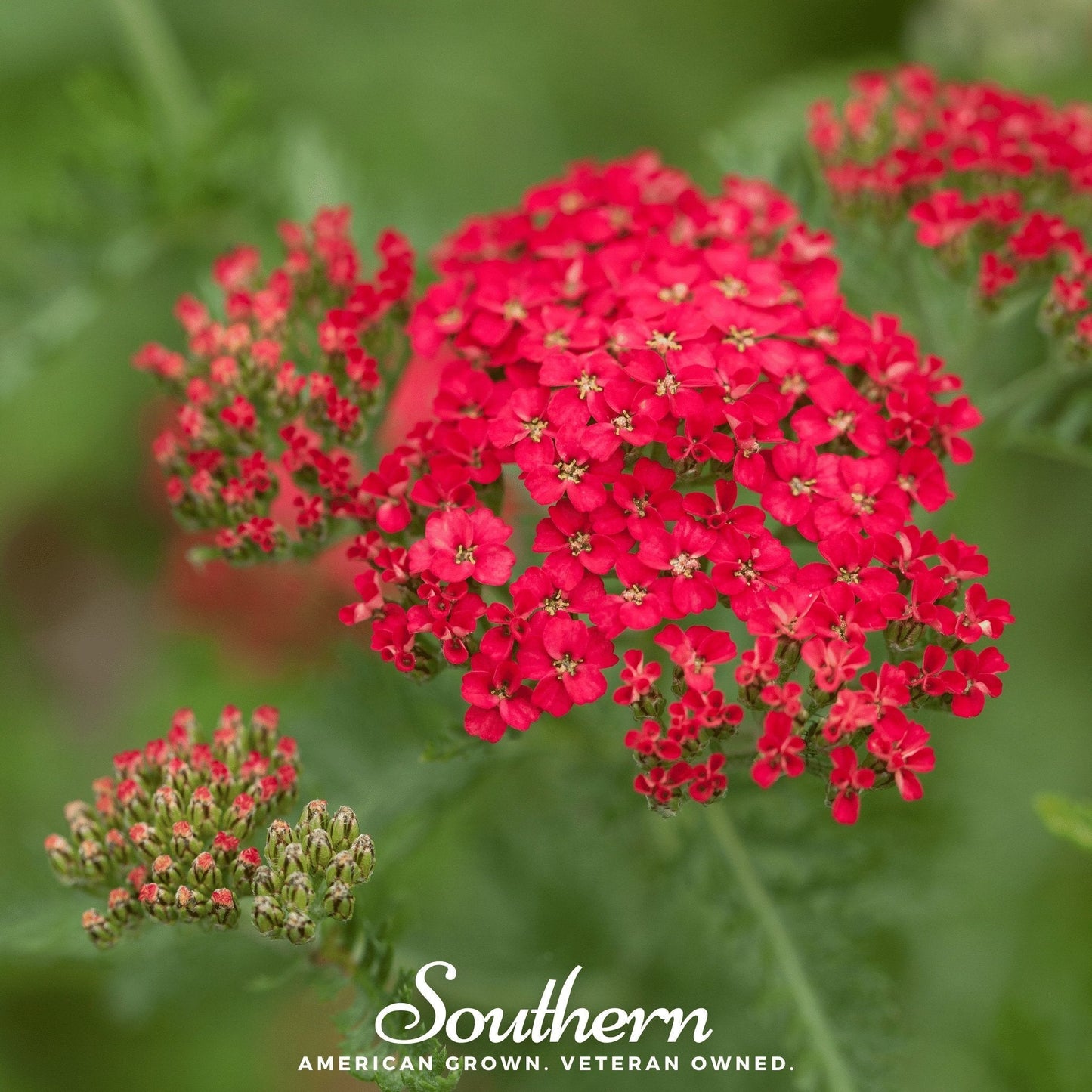 Red Yarrow seeds, botanical Achillea millefolium rubra, from Southern Seeds, shown in a close-up image of seed packets.