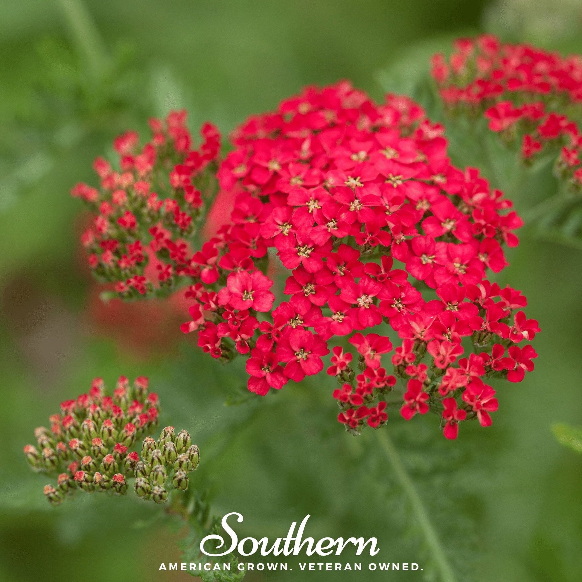 Red Yarrow seeds, botanical Achillea millefolium rubra, from Southern Seeds, shown in a close-up image of seed packets.