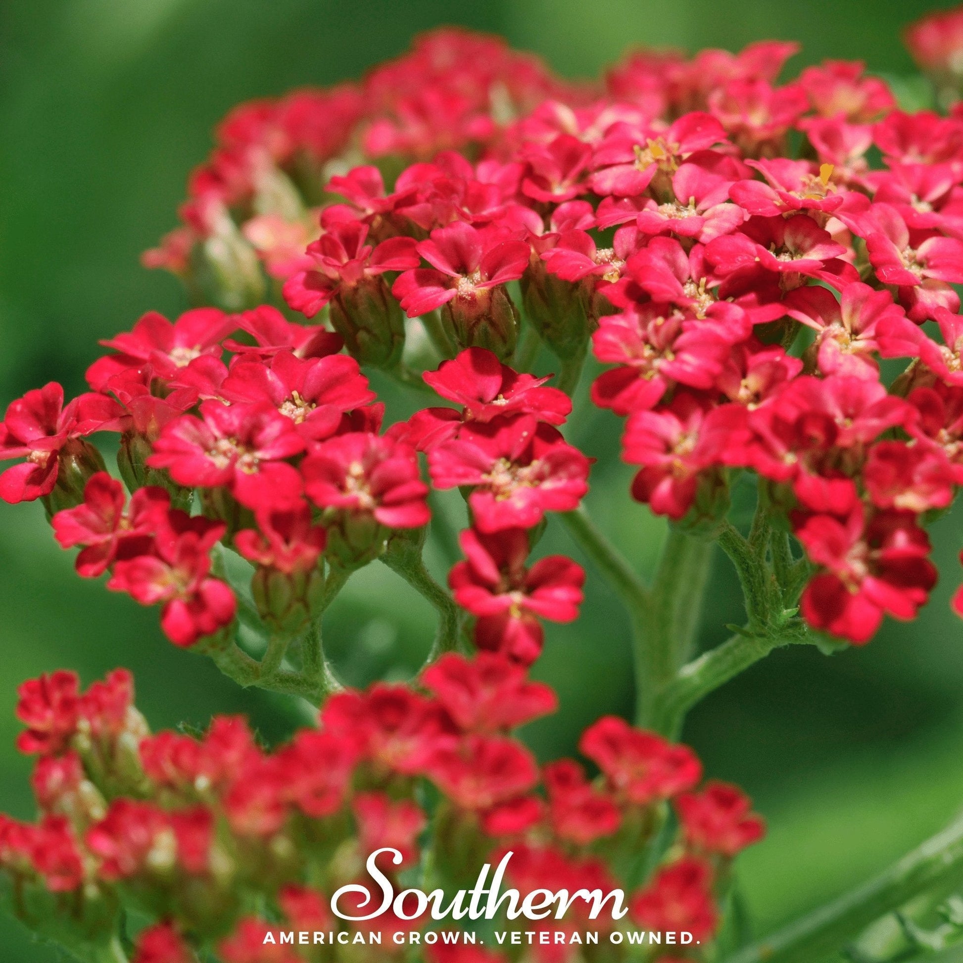 Red Yarrow seeds by Southern Seeds, showing vibrant red Achillea millefolium flower heads and seed packets for planting.