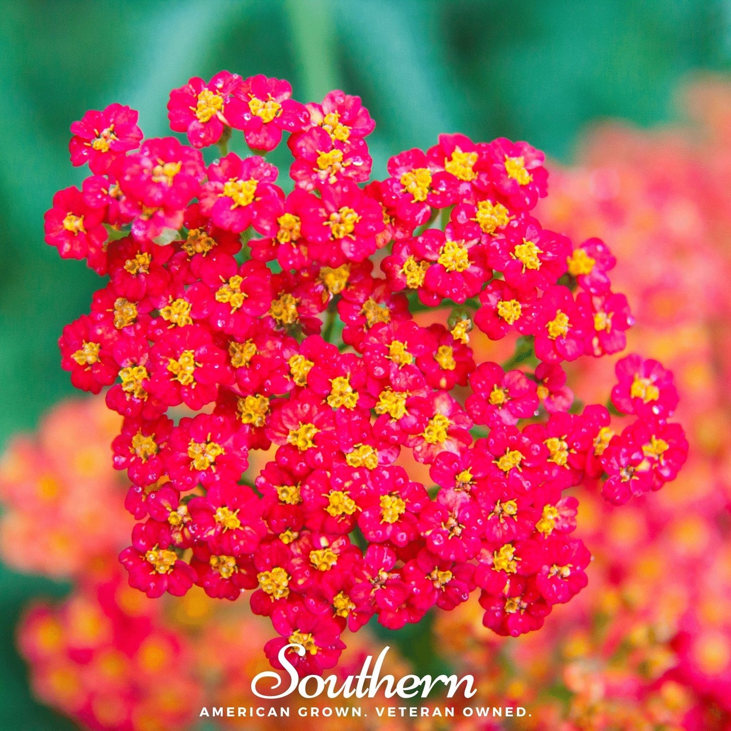 Red Yarrow seeds from Southern Seeds, showing a close-up of vibrant red Achillea millefolium flower seeds.
