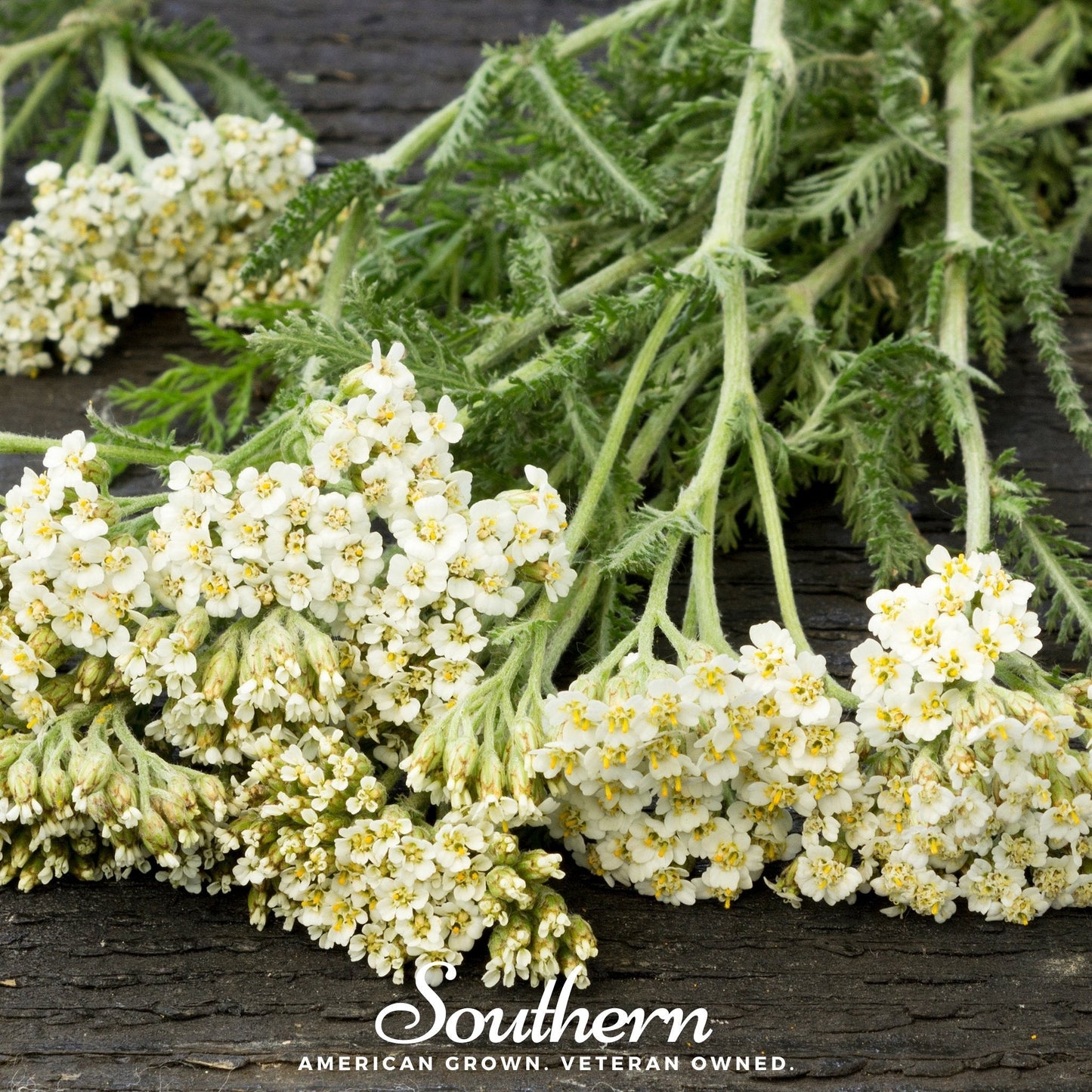 White Yarrow seeds from Southern Seeds, showing a close-up of white Yarrow flower buds and green foliage.