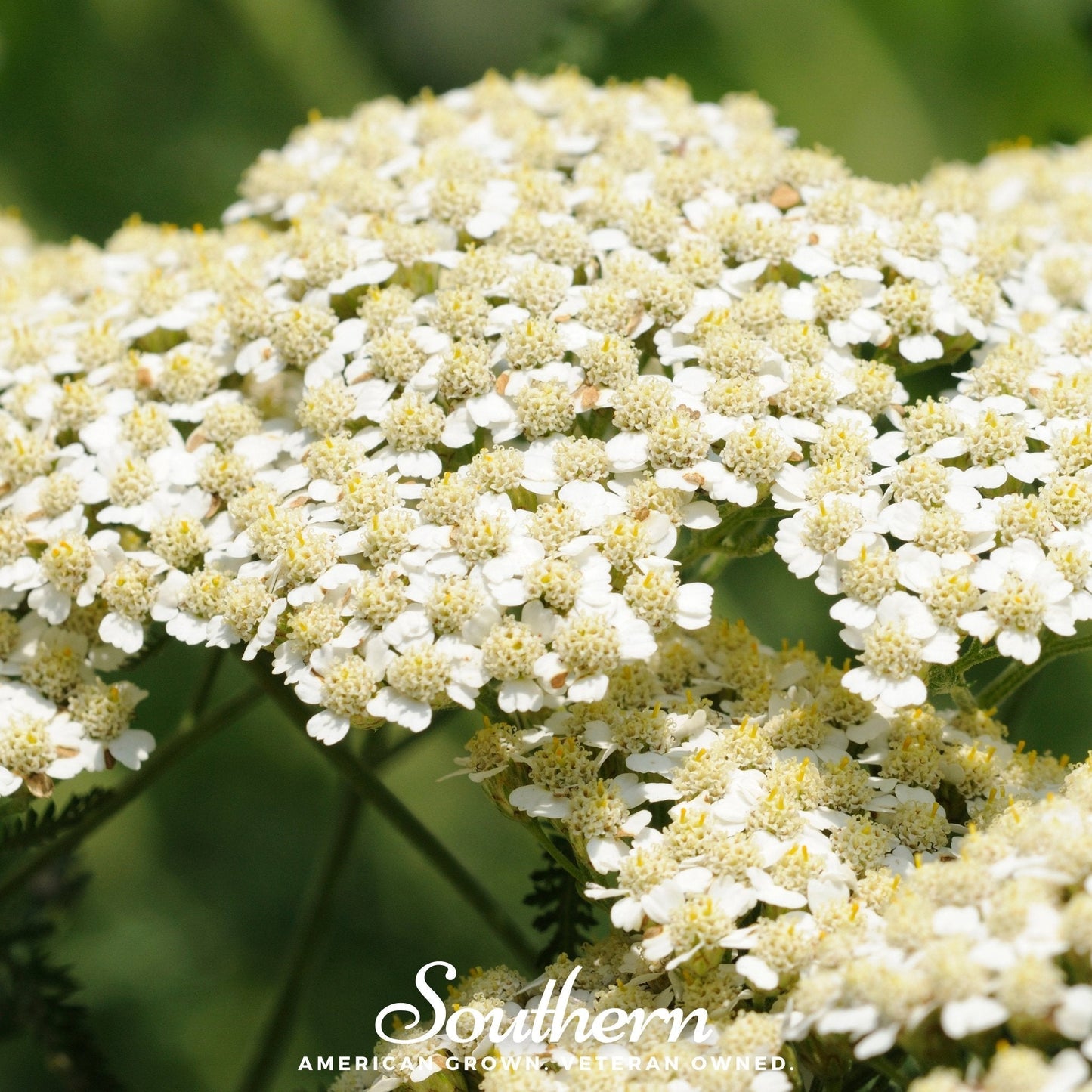 White Yarrow plant seeds from Southern Seeds, showing a close-up of Yarrow (Achillea millefolium) seeds in a natural setting.