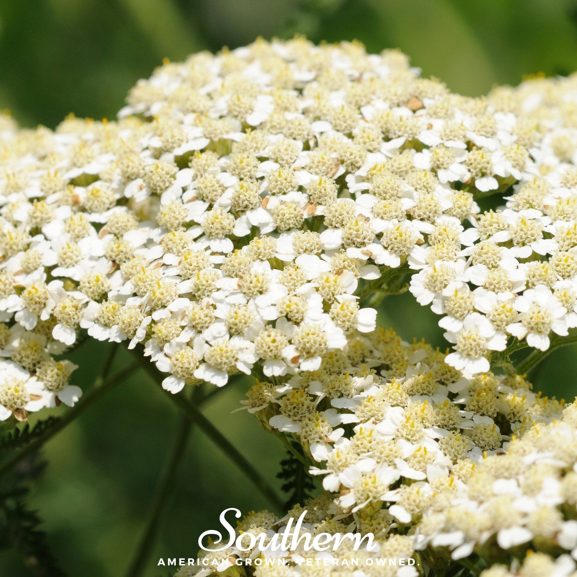 White Yarrow plant seeds from Southern Seeds, showing a close-up of Yarrow (Achillea millefolium) seeds in a natural setting.