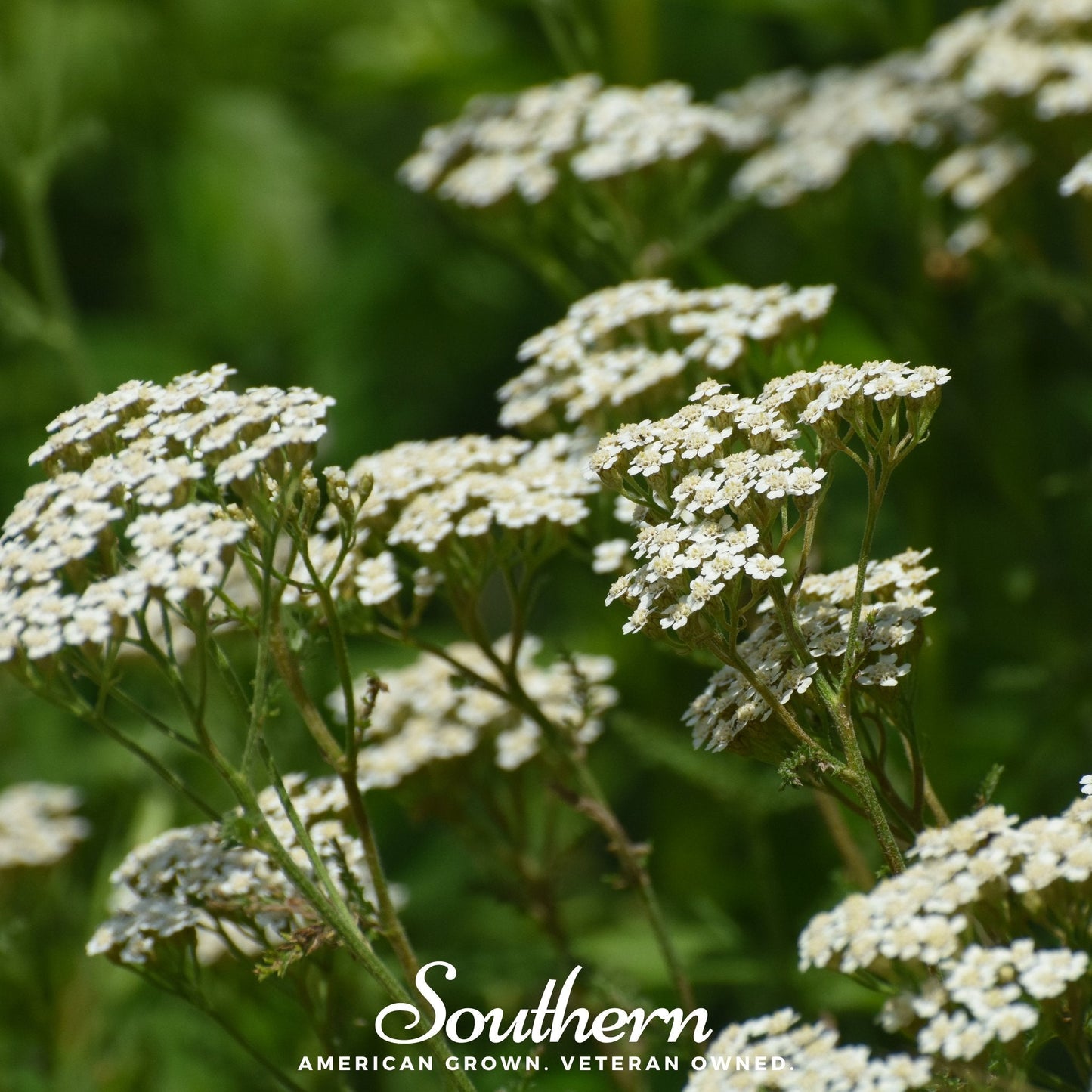 White Yarrow seeds from Southern Seeds, showing a packet of 100 white yarrow (Achillea millefolium) seeds for gardening.