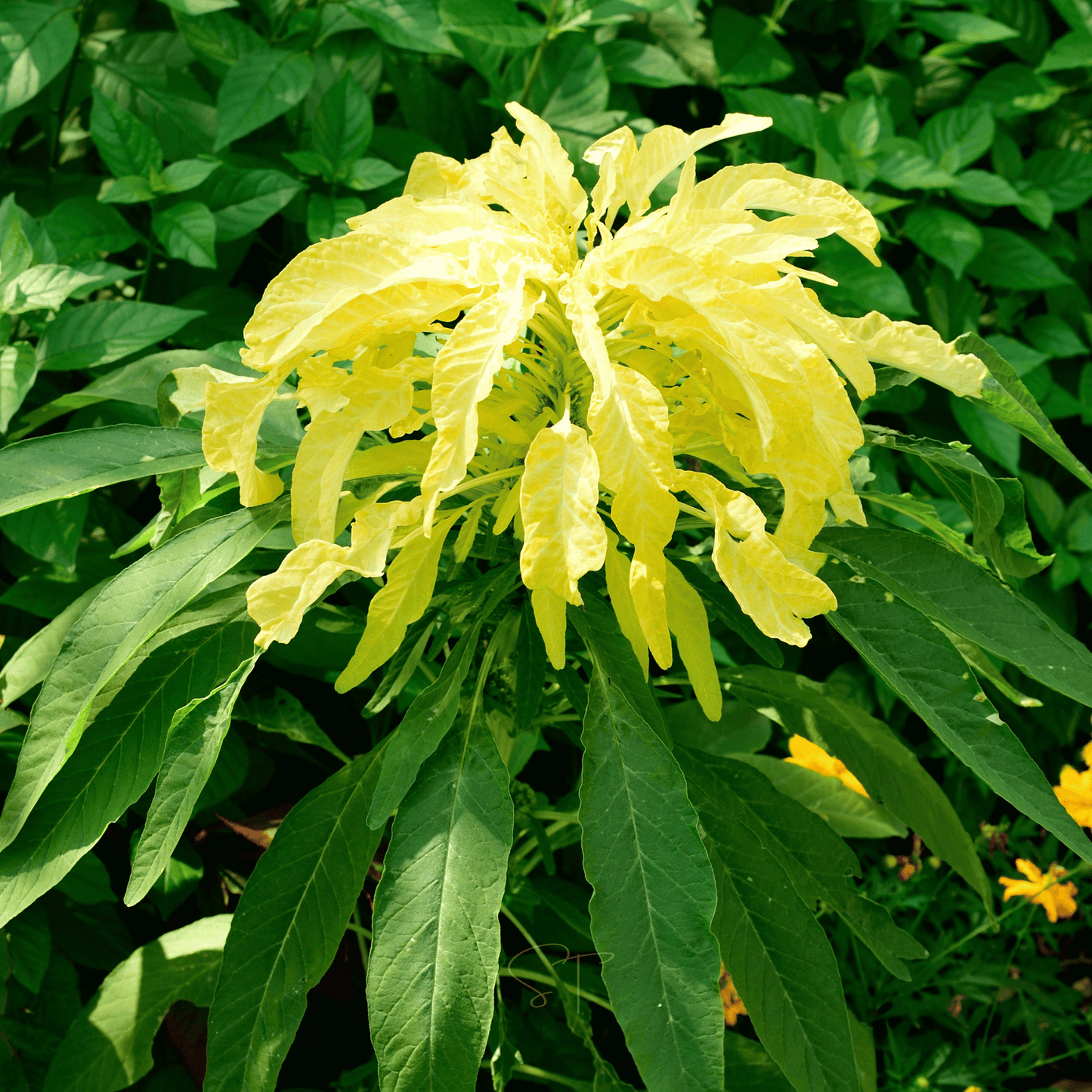 Yellow Amaranth seeds in a packet from Southern Seeds, showing bright yellow seeds ready for planting and gardening.
