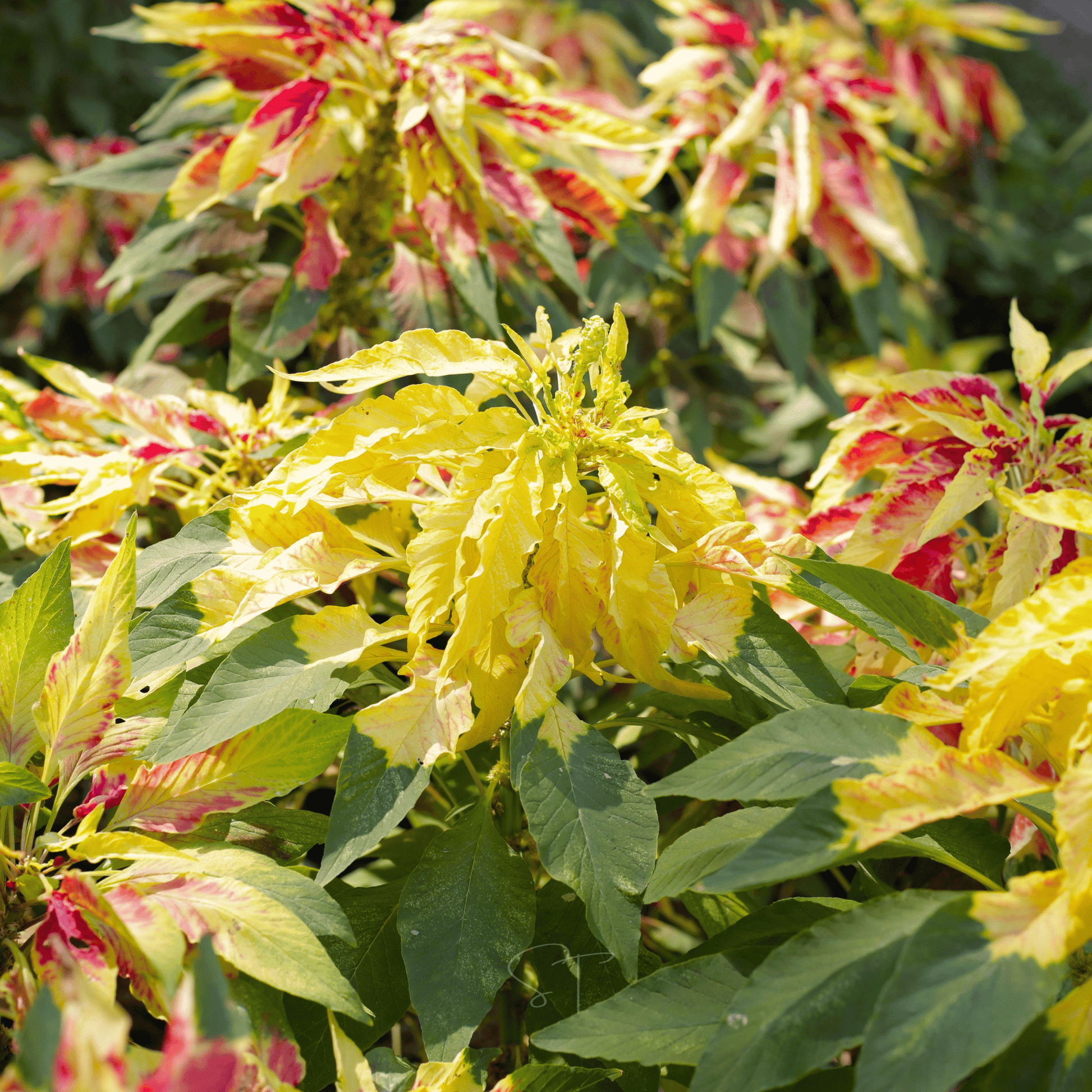 Yellow Amaranth seeds packet from Southern Seeds, showing a bright yellow packet with 100 amaranth seed illustrations.