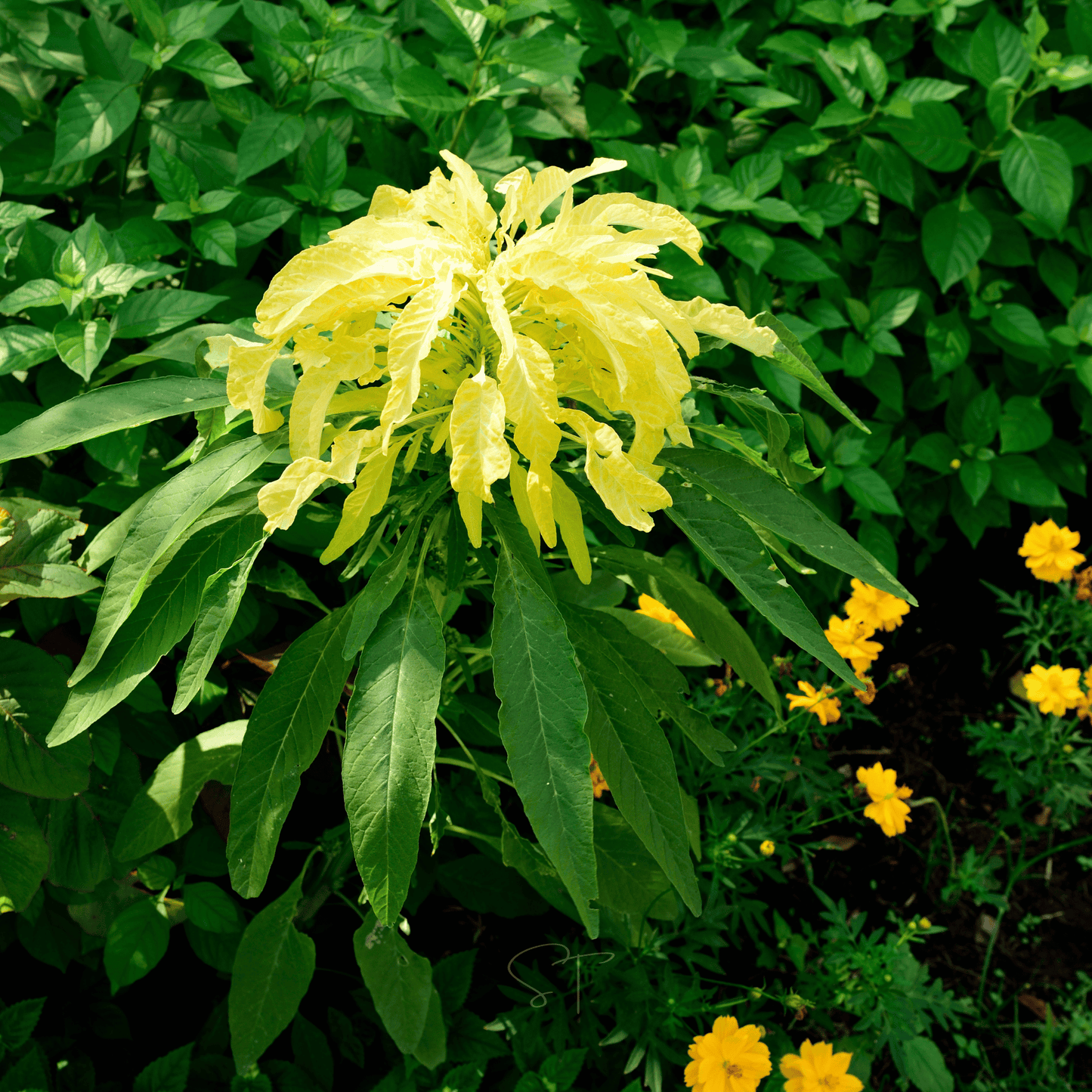 Yellow Amaranth seeds packet from Southern Seeds, featuring 100 seeds of vibrant yellow amaranth for planting.
