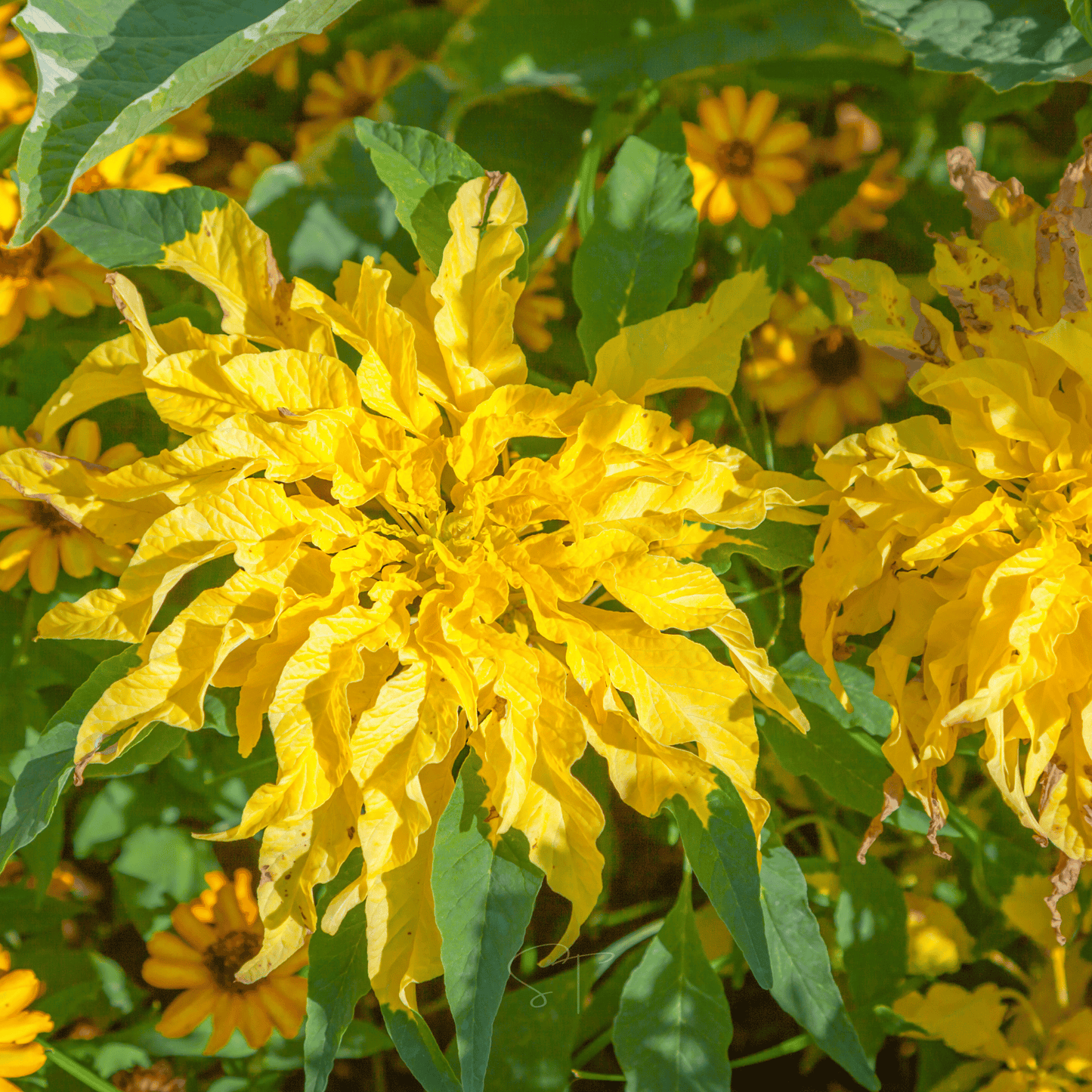 Yellow Amaranth seeds packet by Southern Seeds showing bright yellow seeds in a clear packet for planting.