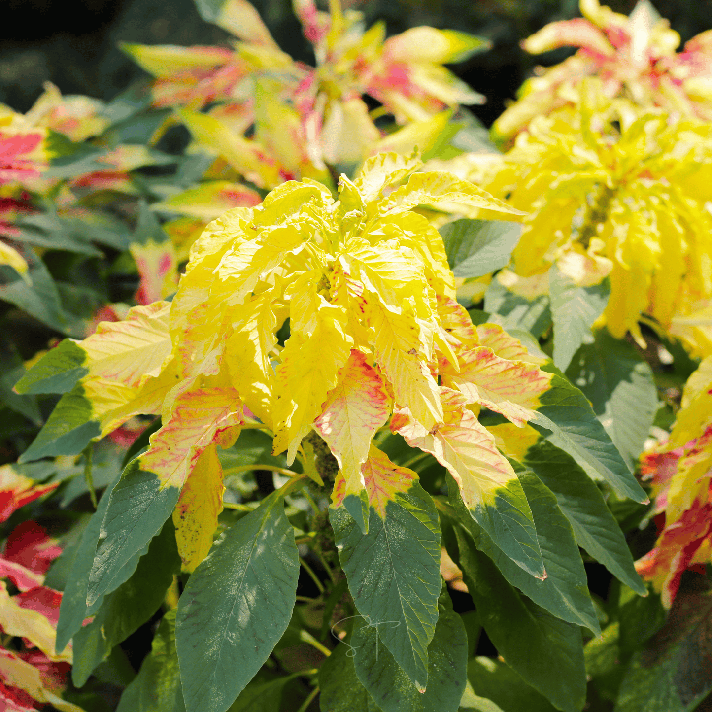 Yellow Amaranth seeds packet from Southern Seeds, featuring 100 seeds for planting and gardening.