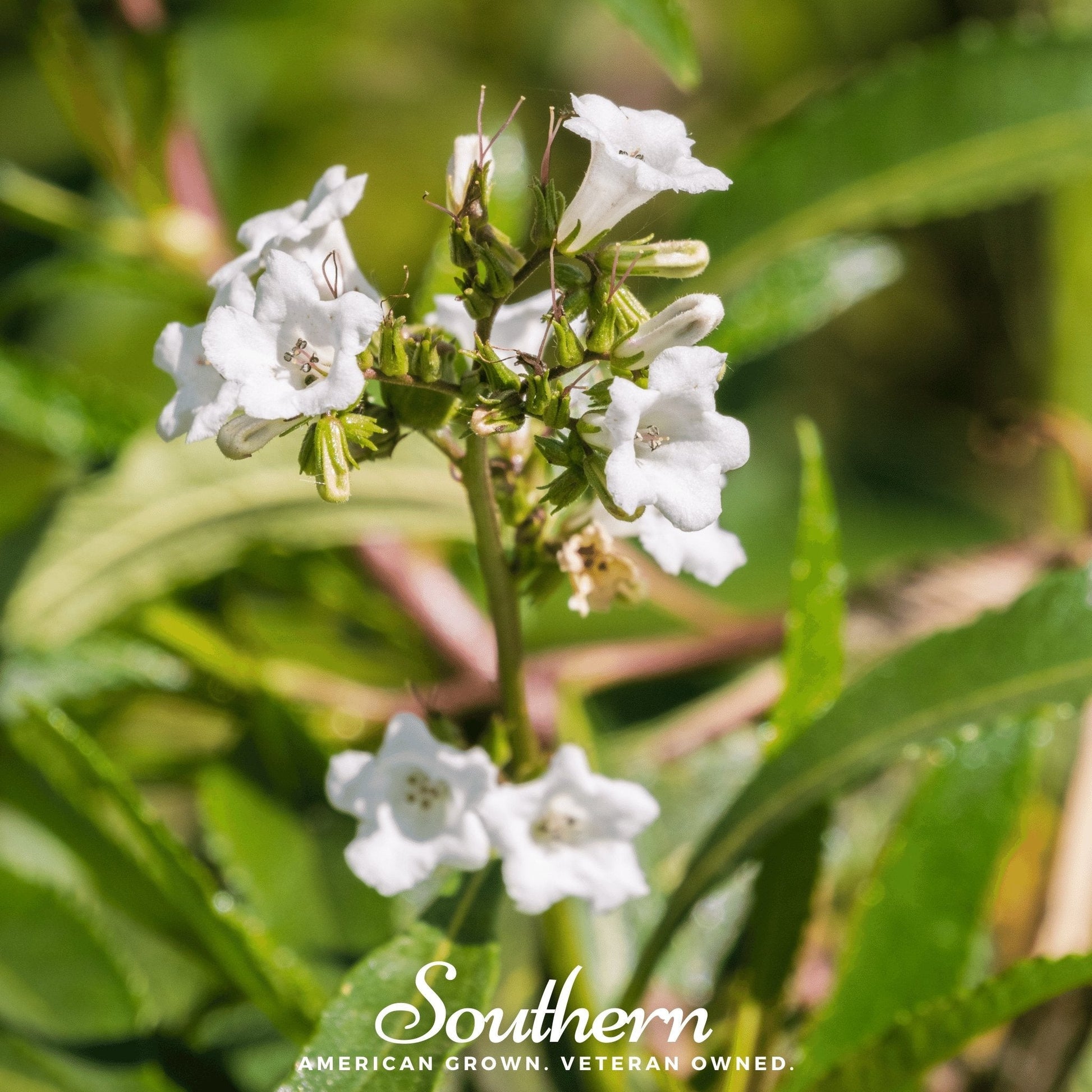 Yerba Santa seeds from Southern Seeds, showing 30 Eriodictyon californicum seeds for planting and garden use.