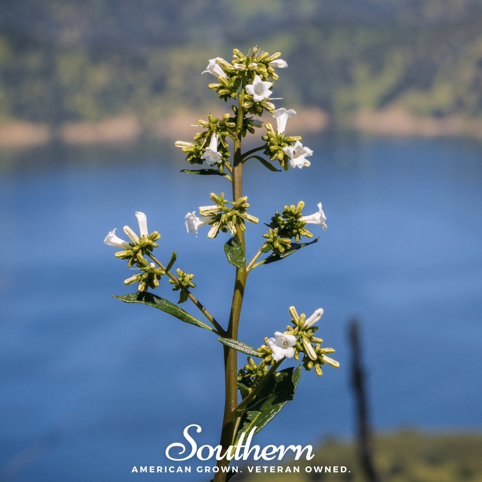 Yerba Santa seeds from Southern Seeds, showing 30 native Californian plant seeds for planting and gardening.