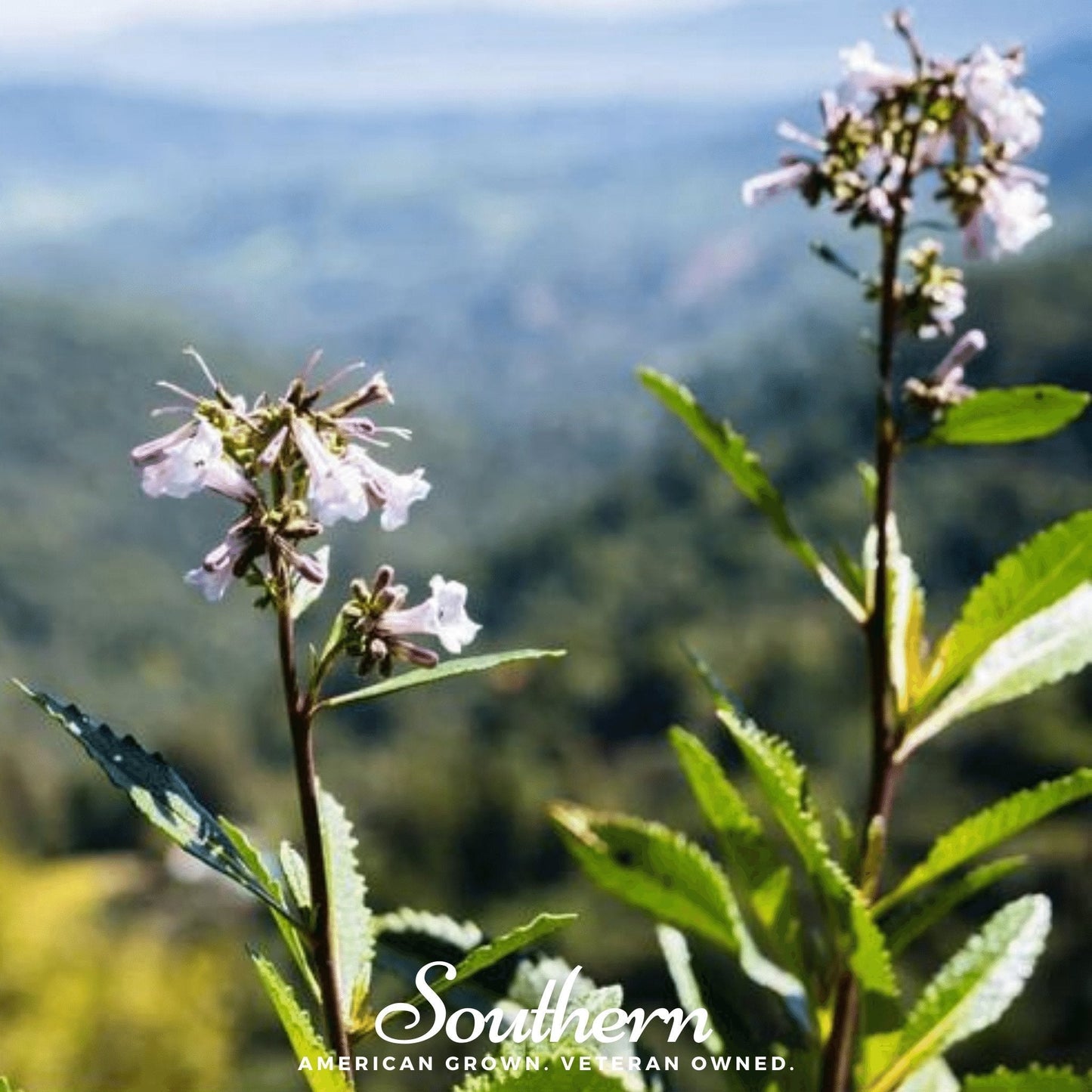 Yerba Santa seeds from Southern Seeds, showing 30 seeds of Eriodictyon californicum, a native plant species.