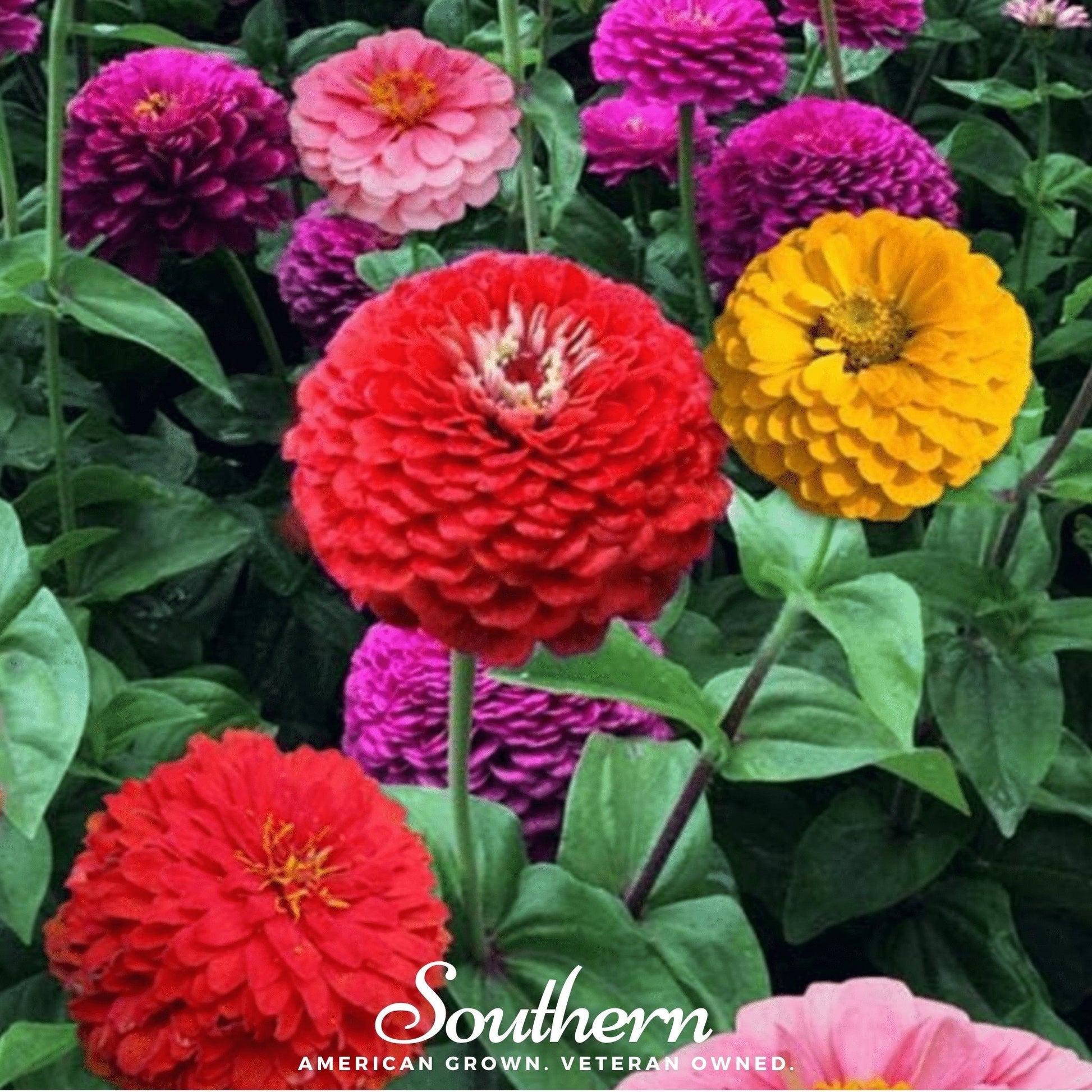 California Giants Zinnia seeds by Southern Seeds, showing vibrant flower buds and green foliage ready for planting.