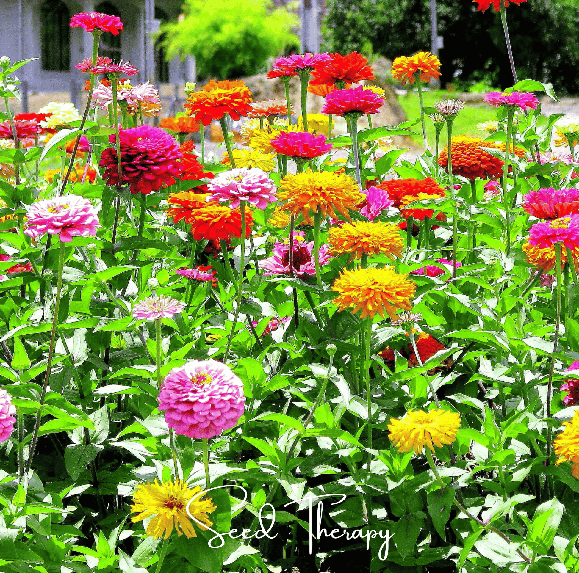 California Giants Zinnia seeds by Southern Seeds, showing vibrant orange and red Zinnia flower seeds for planting.