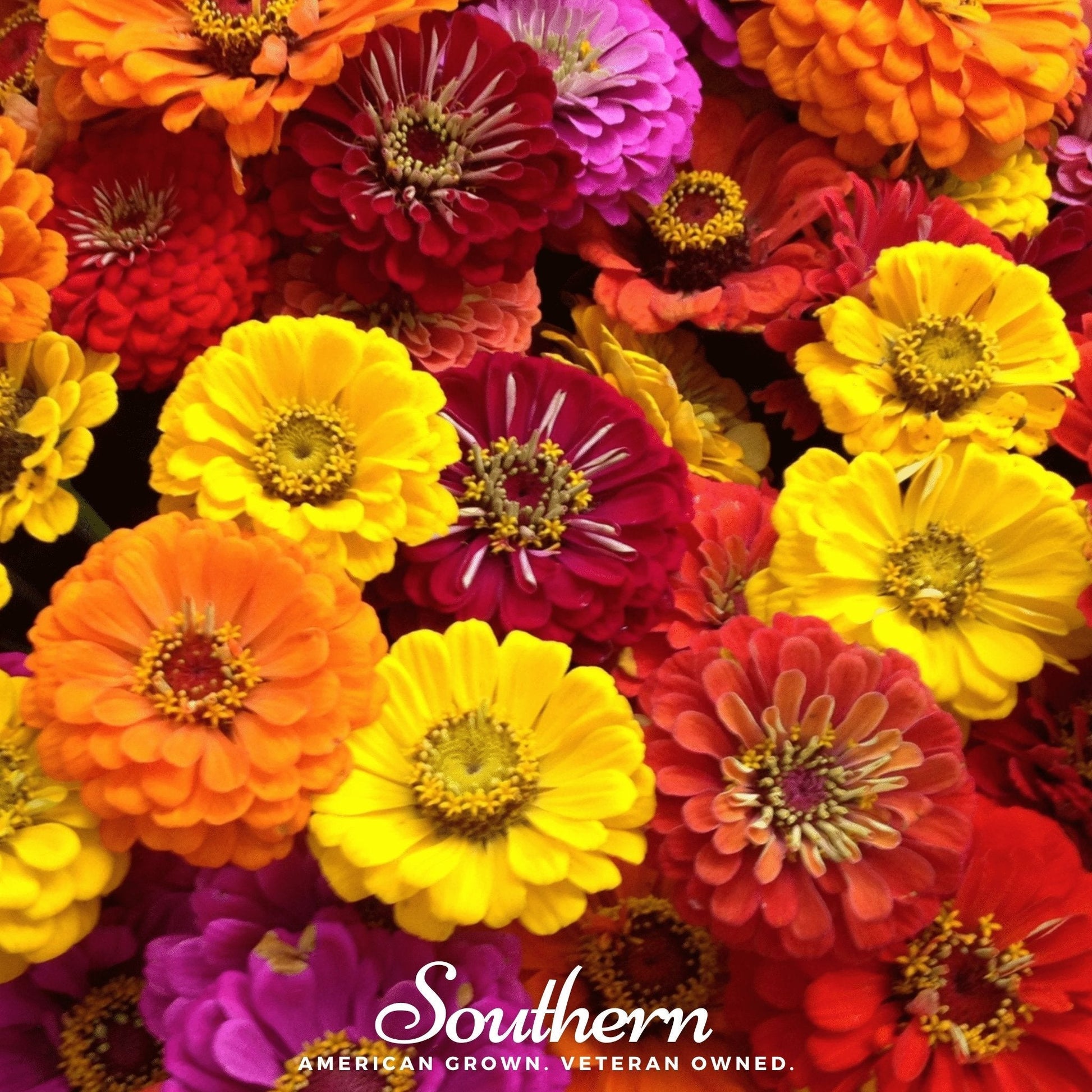 California Giants Zinnia seeds by Southern Seeds, featuring vibrant, large-flowered Zinnia elegans plants in a seed packet.