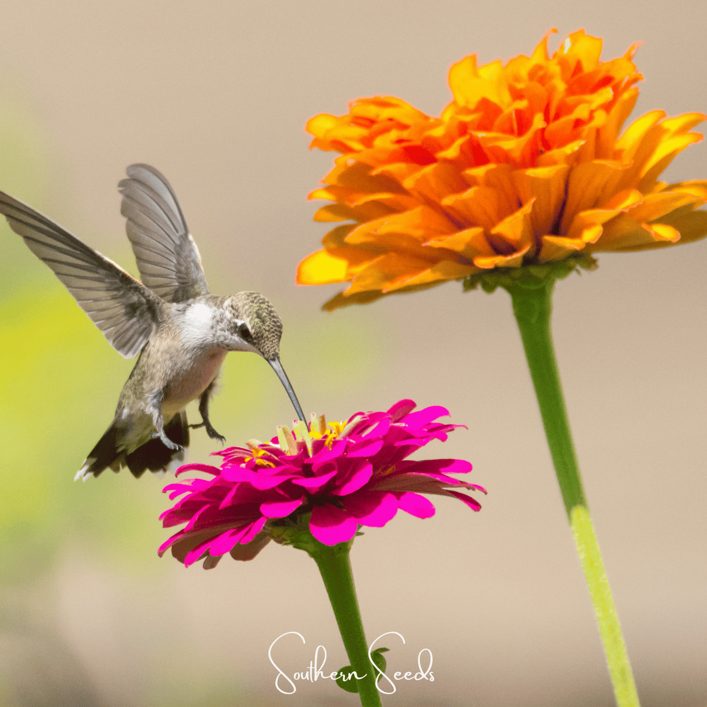 California Giants Zinnia seeds from Southern Seeds, showcasing vibrant orange flowers and lush green foliage.