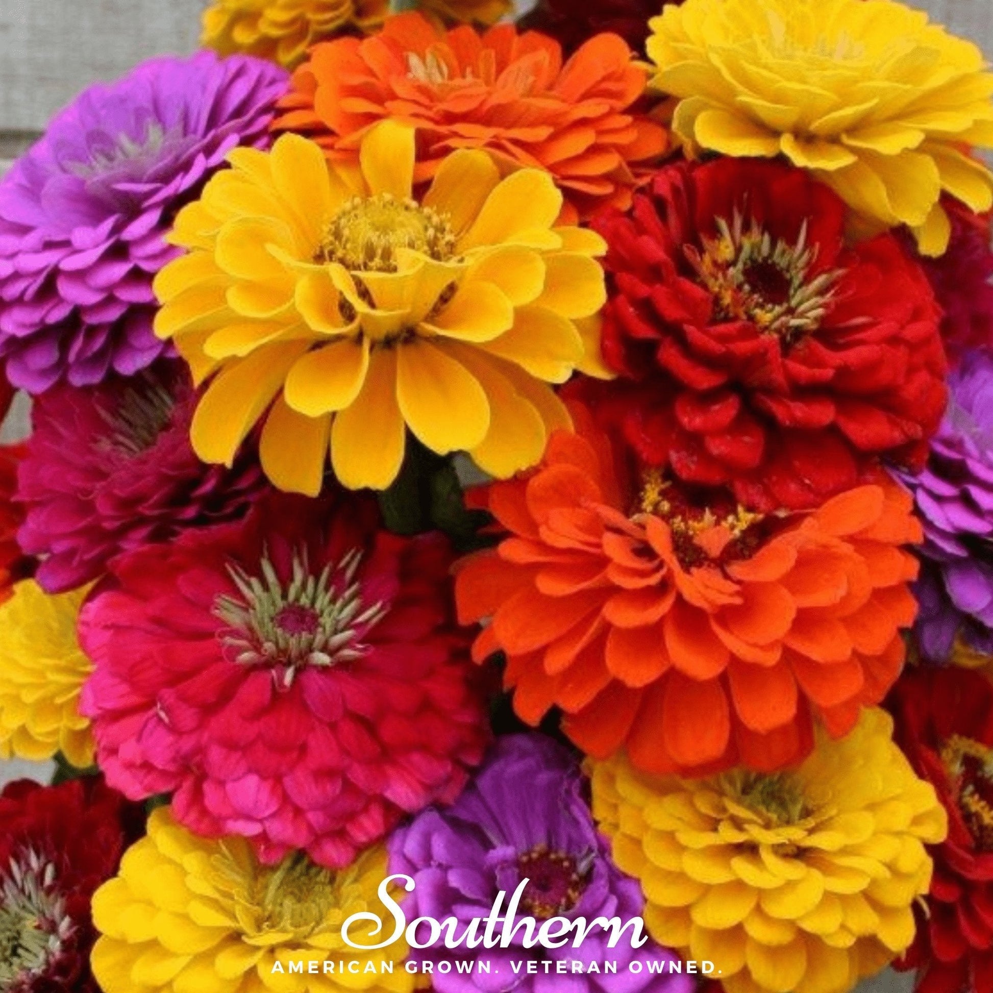California Giants Zinnia seeds from Southern Seeds, showing vibrant zinnia flower blooms and seed package for gardening.