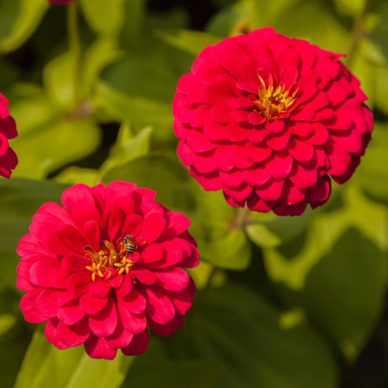 Cherry Queen Zinnia from Southern Seeds with vibrant red petals and lush green foliage, shown in a close-up of the flower blooms.