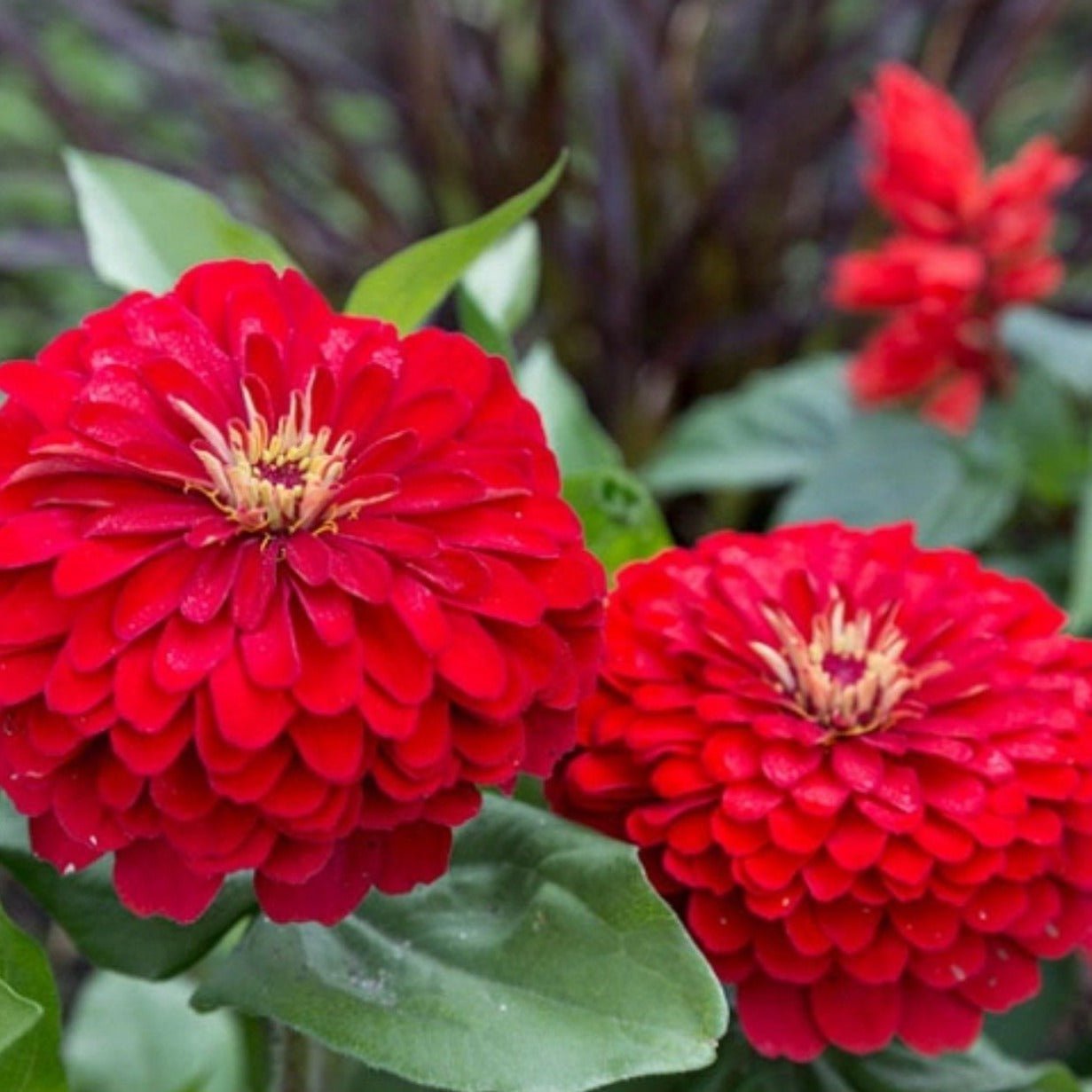 Cherry Queen Zinnia from Southern Seeds, vibrant red blooms, densely packed petals, and healthy green foliage.