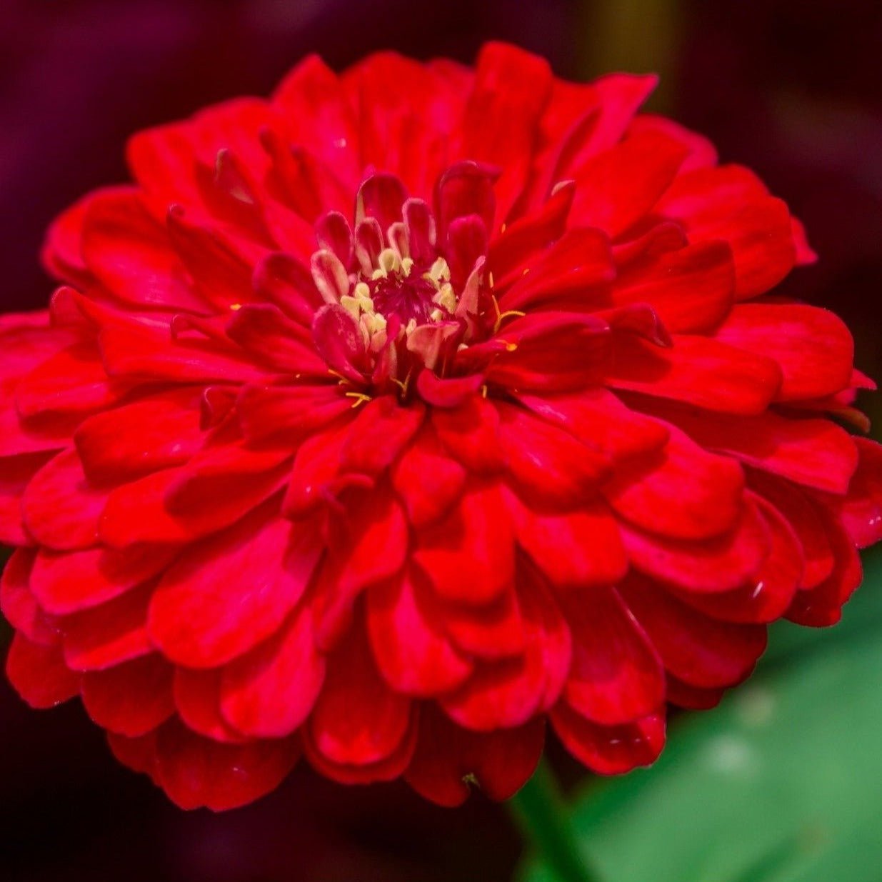 Cherry Queen Zinnia flower from Southern Seeds, vibrant red blossoms, 100 seed packet for garden planting.