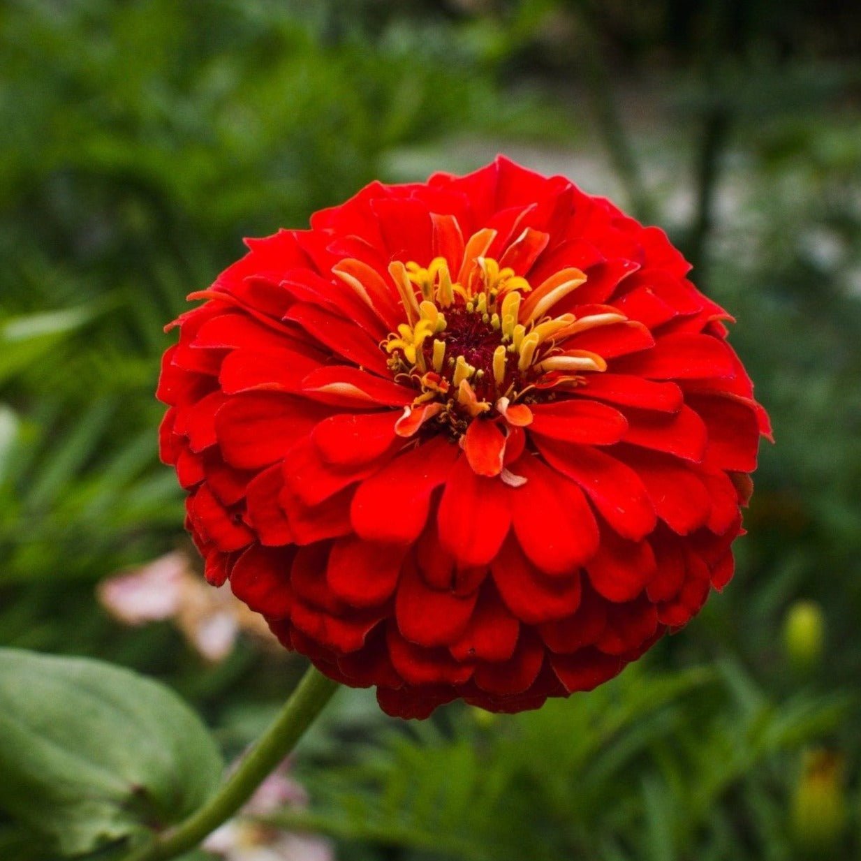 Cherry Queen Zinnia by Southern Seeds with vibrant red petals and green foliage, shown as a close-up of the flowering plant.