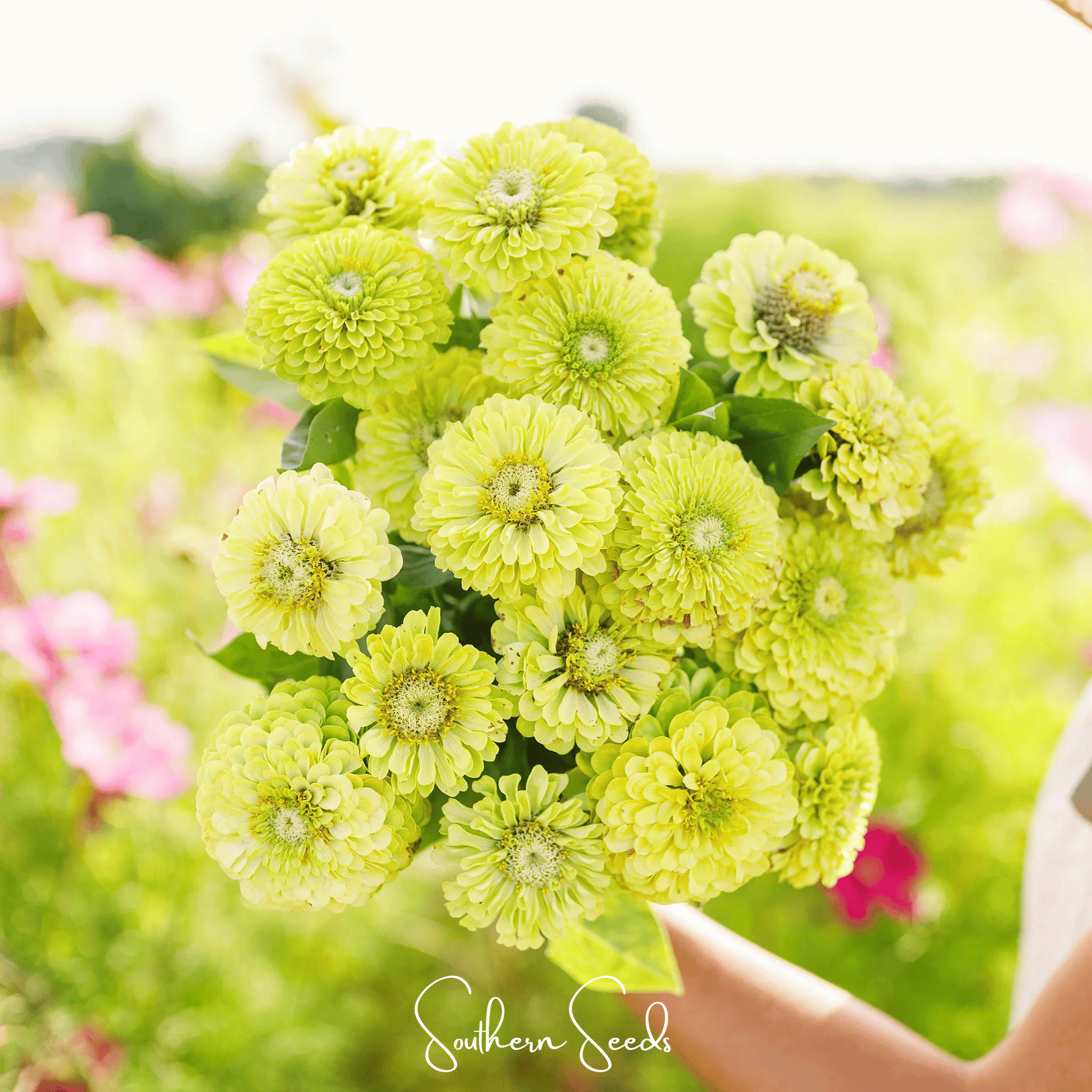 Envy Green Zinnia seeds from Southern Seeds, showcasing bright green flower buds and green foliage for garden planting.