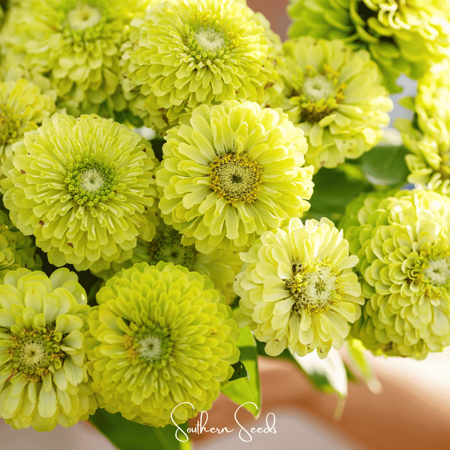 Envy green Zinnia seeds from Southern Seeds, 25 vibrant flower seeds for garden planting and colorful blooms.
