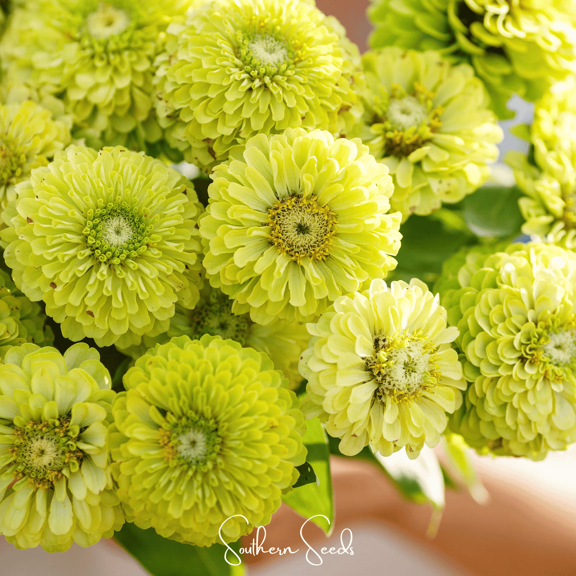 Envy green Zinnia seeds from Southern Seeds, 25 vibrant flower seeds for garden planting and colorful blooms.