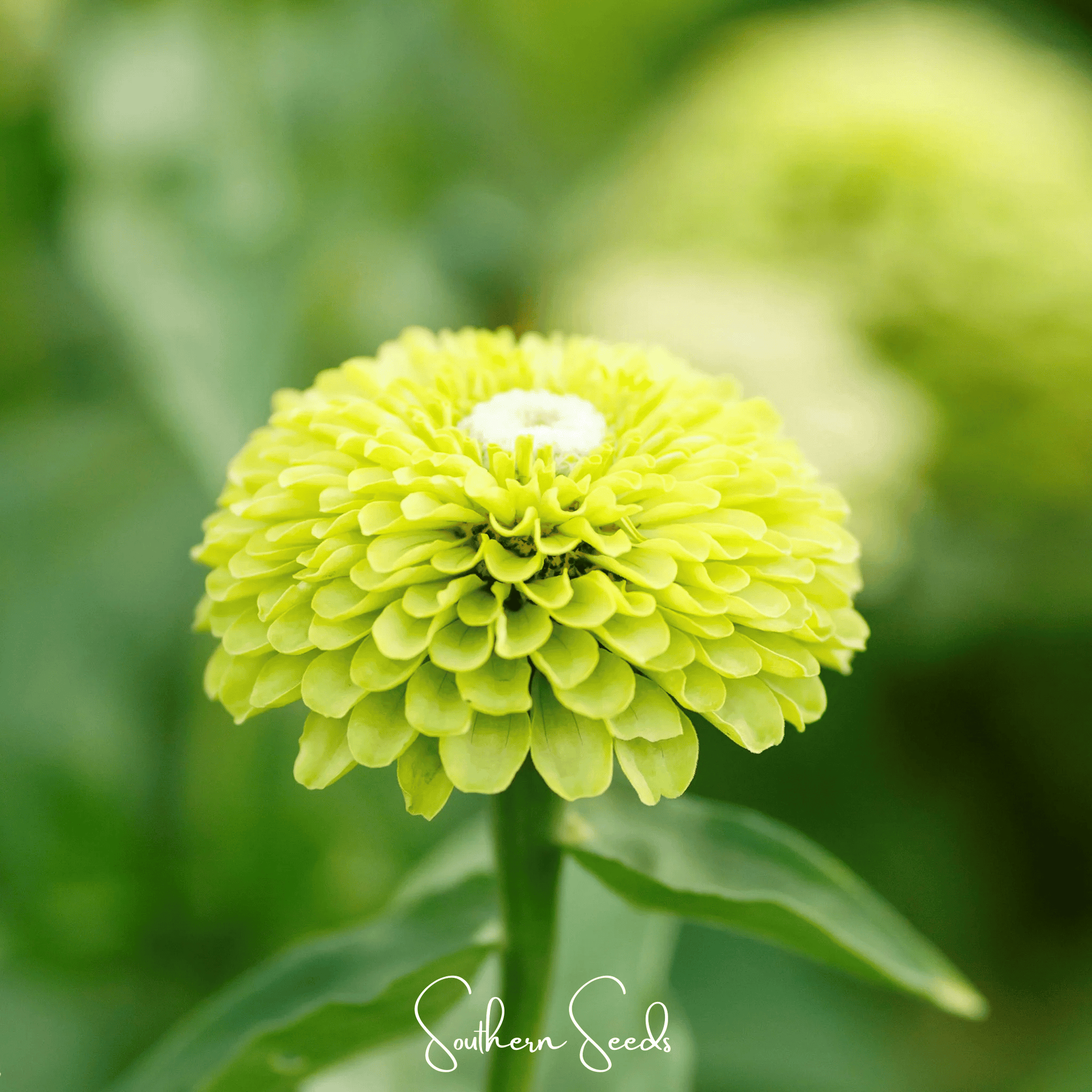 Envy Green Zinnia seeds from Southern Seeds, showing bright green flower buds and seed packets for planting.