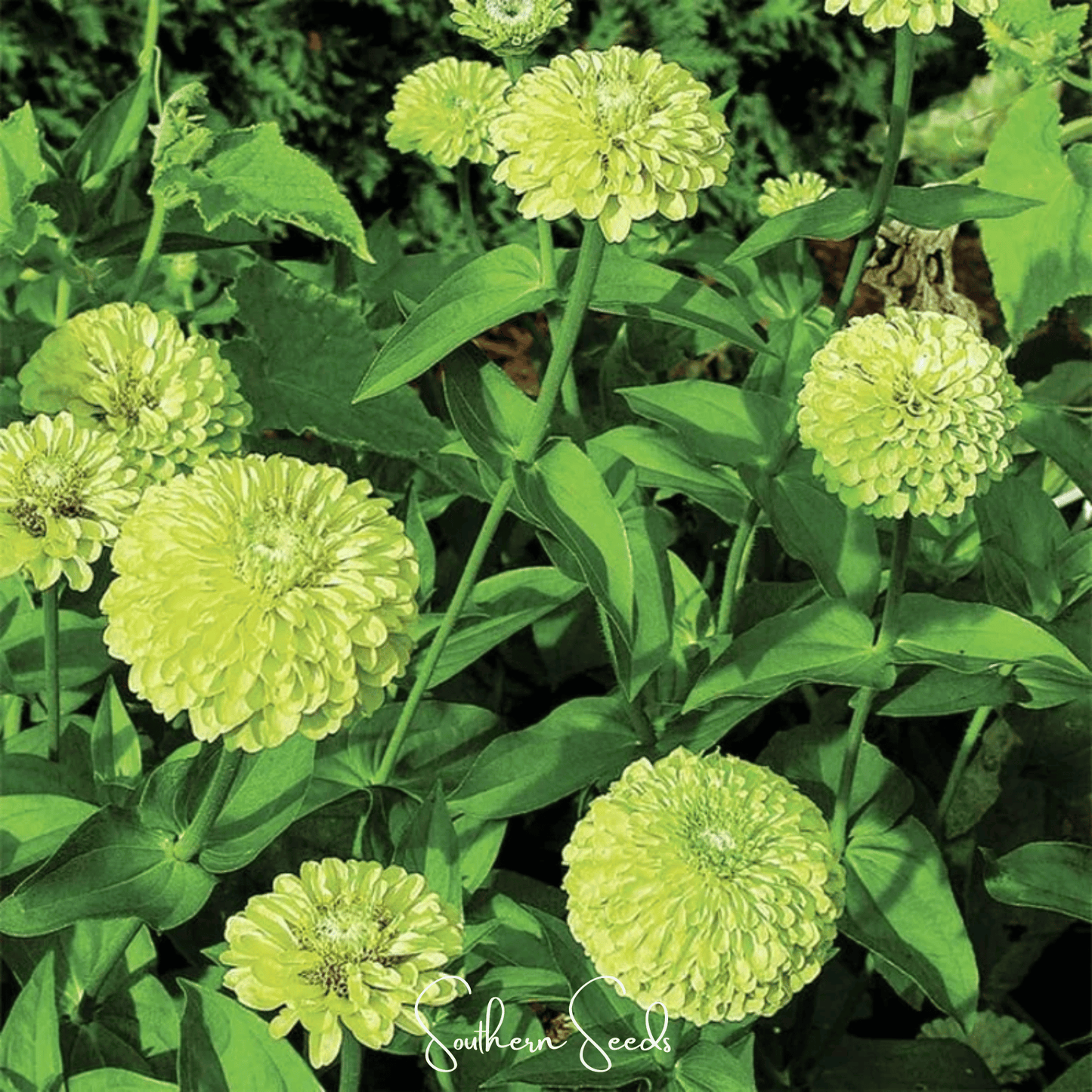 Envy Green Zinnia seeds from Southern Seeds, showing vibrant green flower buds and green foliage for garden planting.