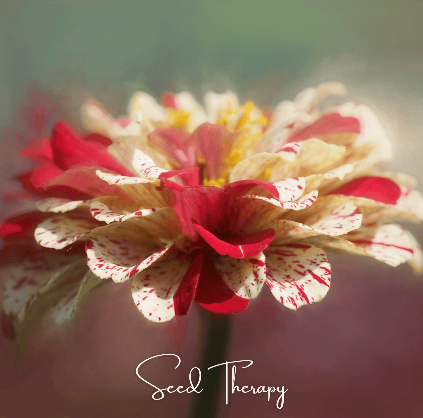 Peppermint Stick Zinnia seeds packet showing vibrant red and white striped Zinnia Elegans flowers, perfect for garden blooms.