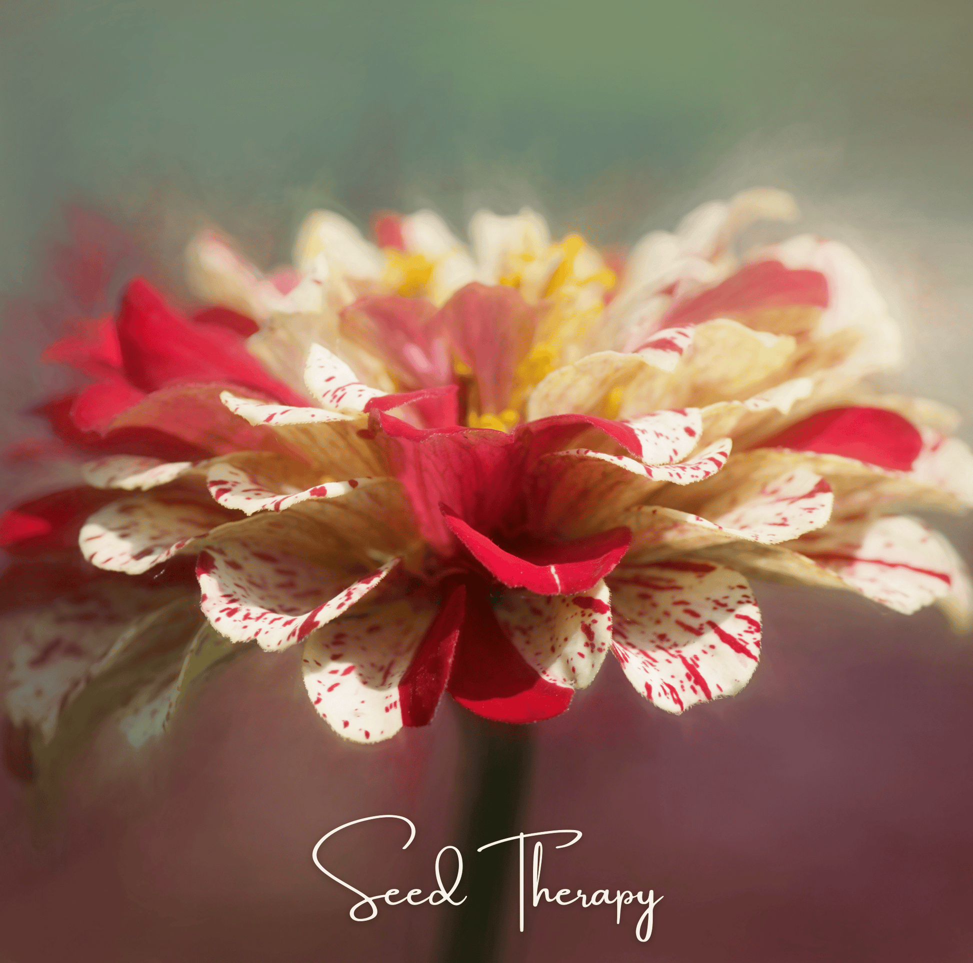 Peppermint Stick Zinnia seeds packet showing vibrant red and white striped Zinnia Elegans flowers, perfect for garden blooms.