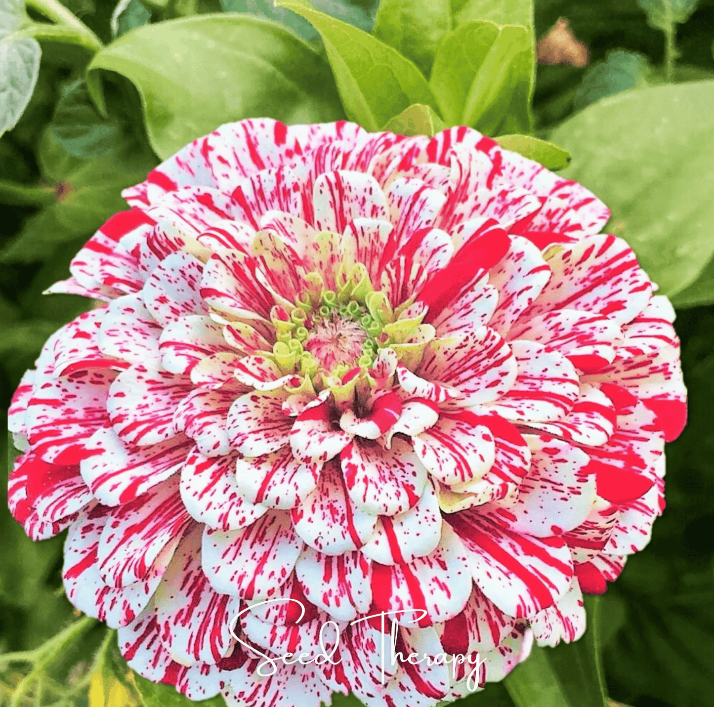 Peppermint Stick Zinnia seeds packet, vibrant Zinnia elegans variety from Southern Seeds, showcases colorful flower images.