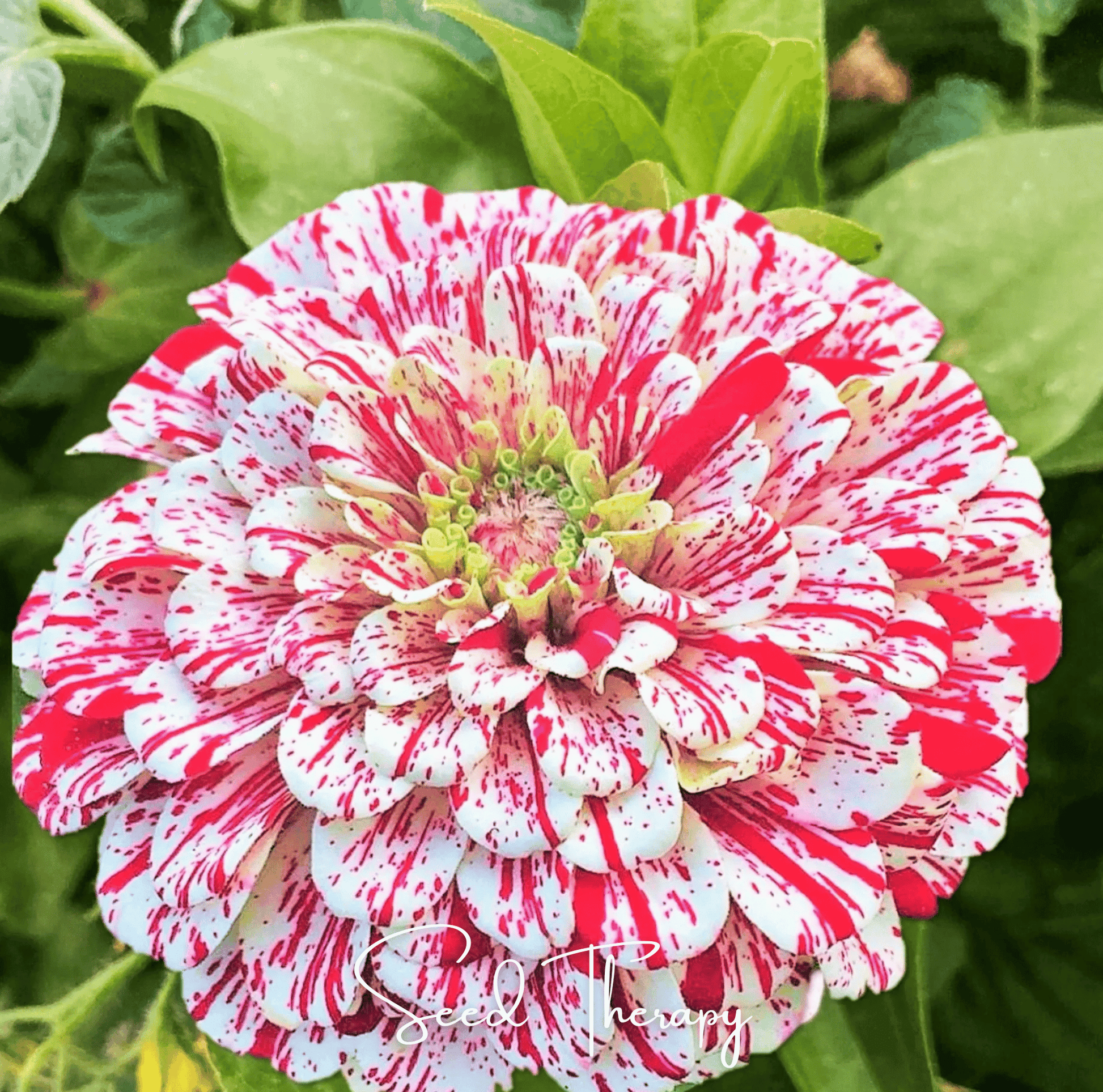 Peppermint Stick Zinnia seeds packet, vibrant Zinnia elegans variety from Southern Seeds, showcases colorful flower images.