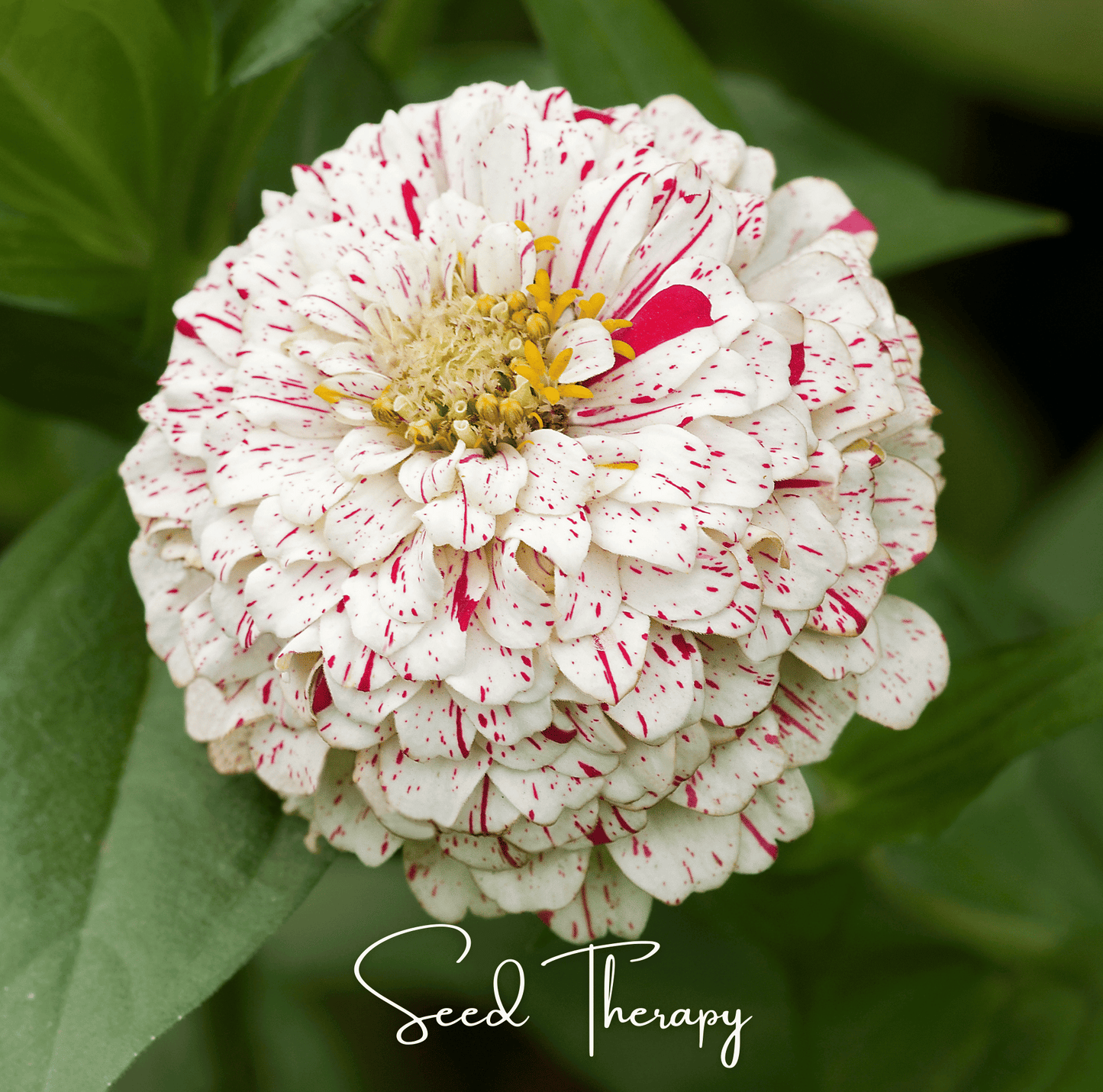 Packet of Peppermint Stick Zinnia seeds from Southern Seeds, showcasing vibrant pink and white striped Zinnia flowers.