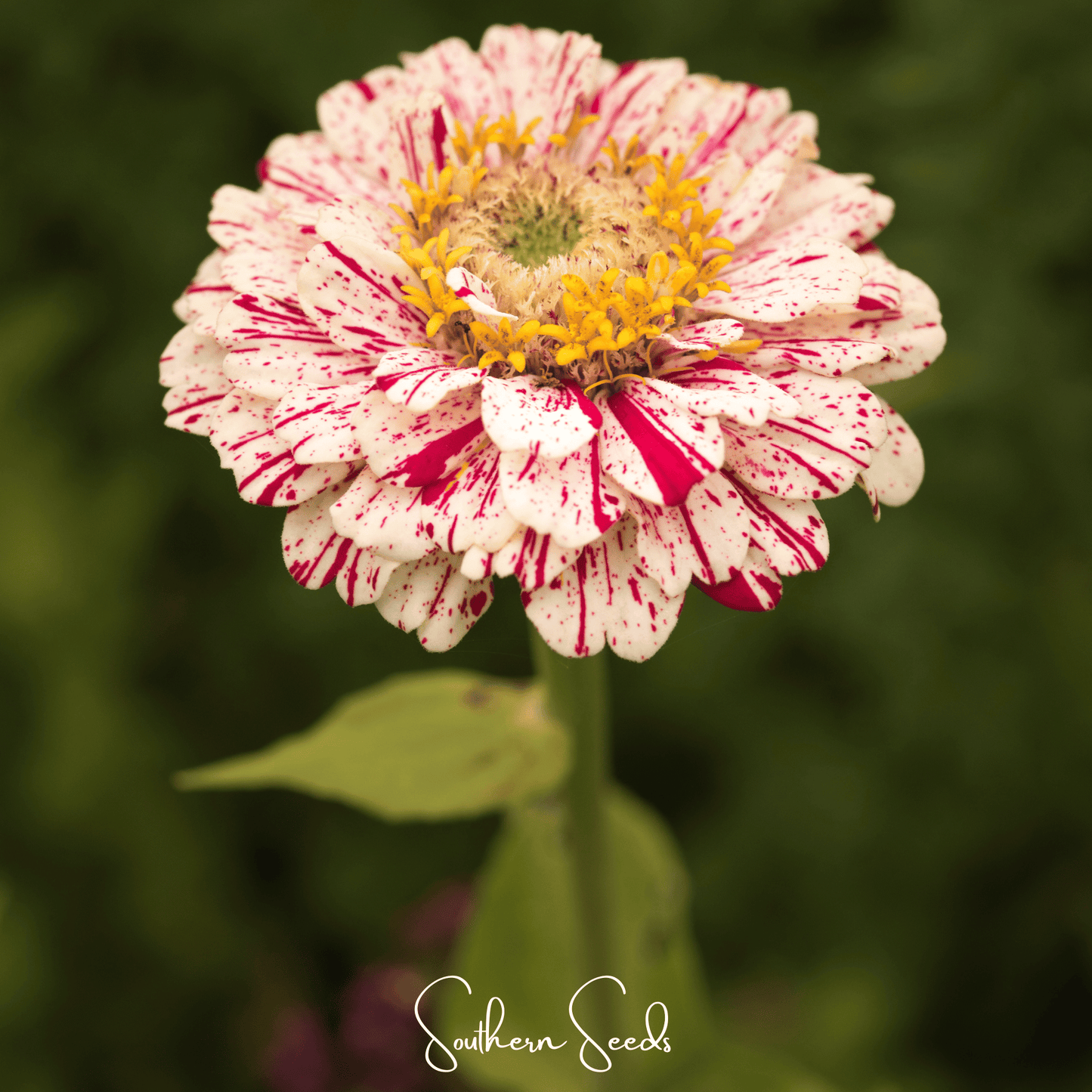 Peppermint Stick Zinnia seeds from Southern Seeds, showing vibrant green stems and unopened flower buds ready for planting.