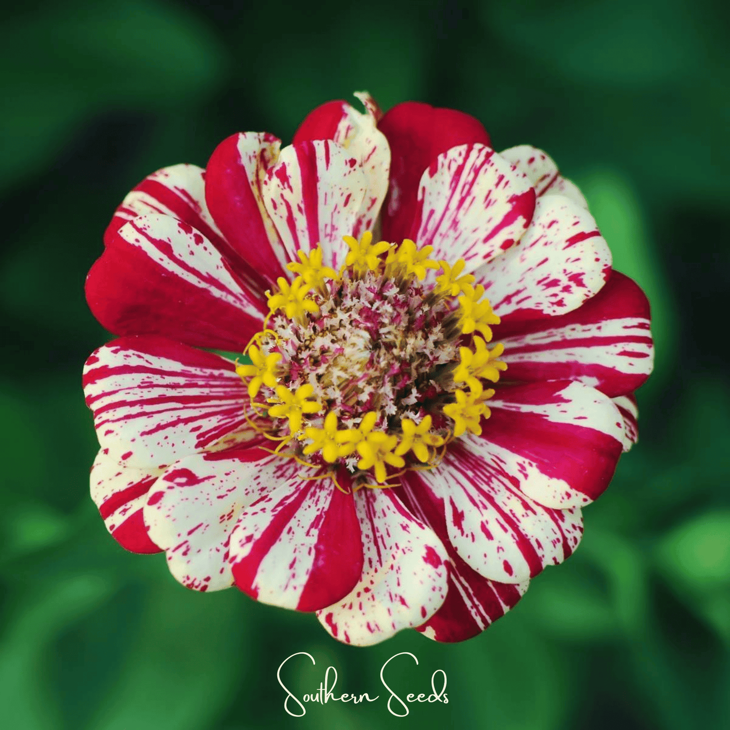 Peppermint Stick Zinnia seeds from Southern Seeds, vibrant flower seeds for garden planting, showing green foliage and unopened flower buds.