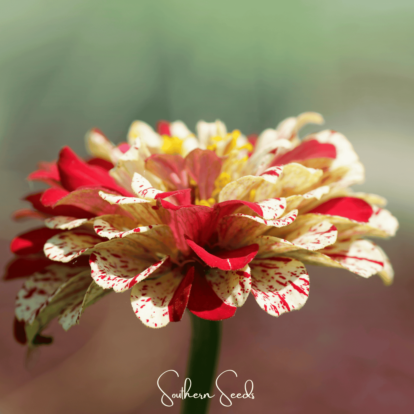 Peppermint Stick Zinnia seeds from Southern Seeds, showing vibrant pink and white striped flower petals on a blooming Zinnia plant.